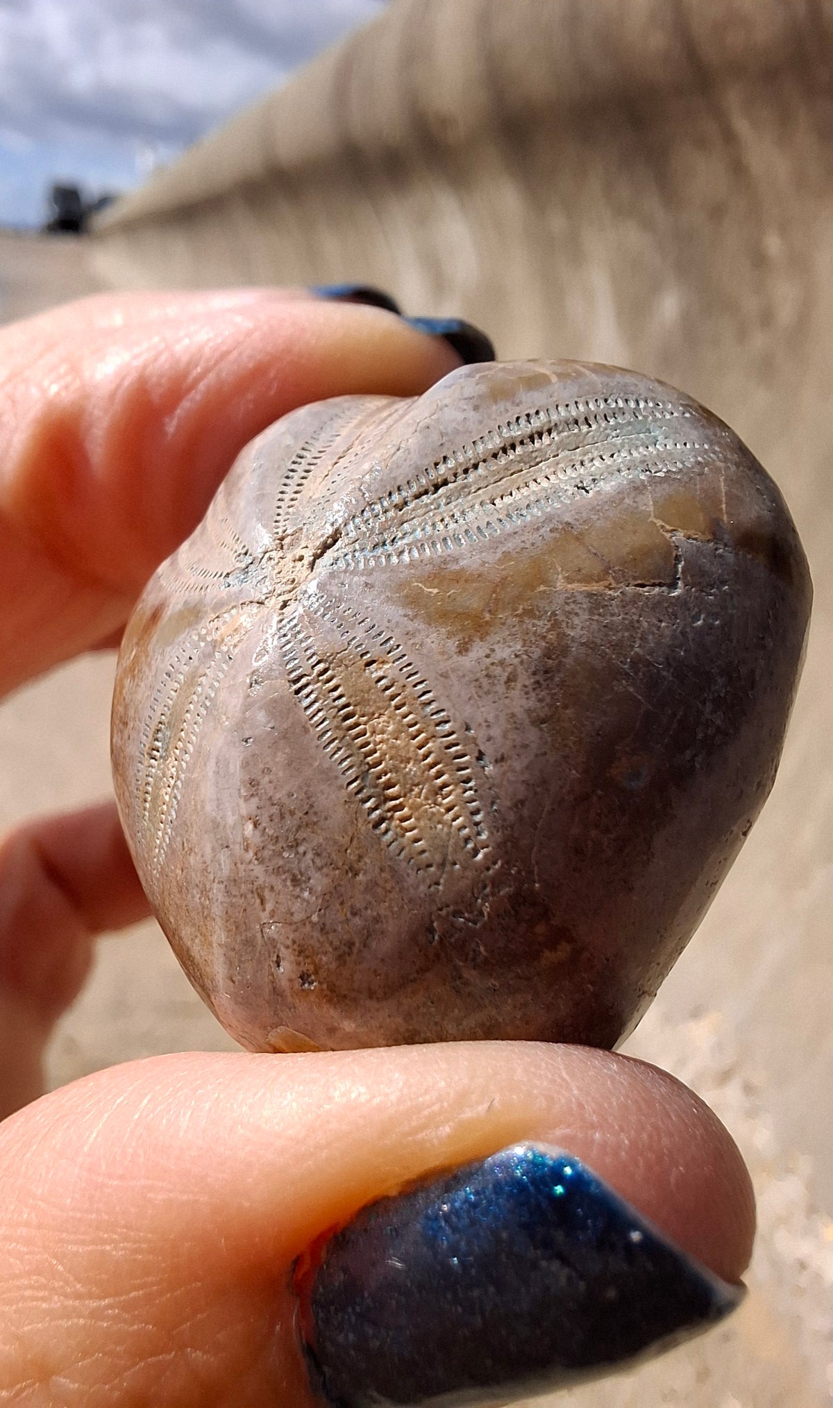 Polished Sea Urchin, Fossil (Ref: SU1)