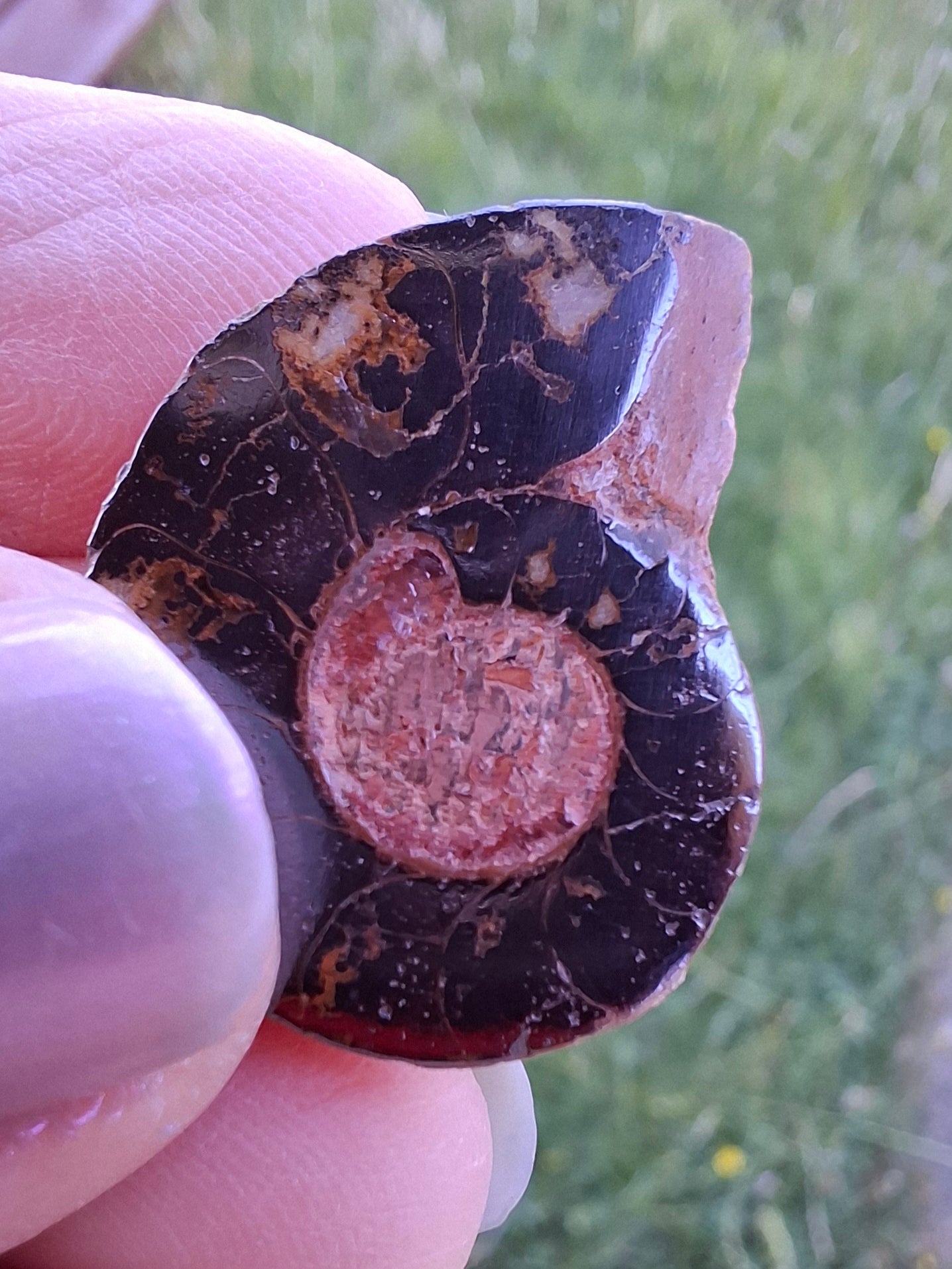 Small Haematite Ammonite HALF, (2.91g), Fossil (Ref: MA1)