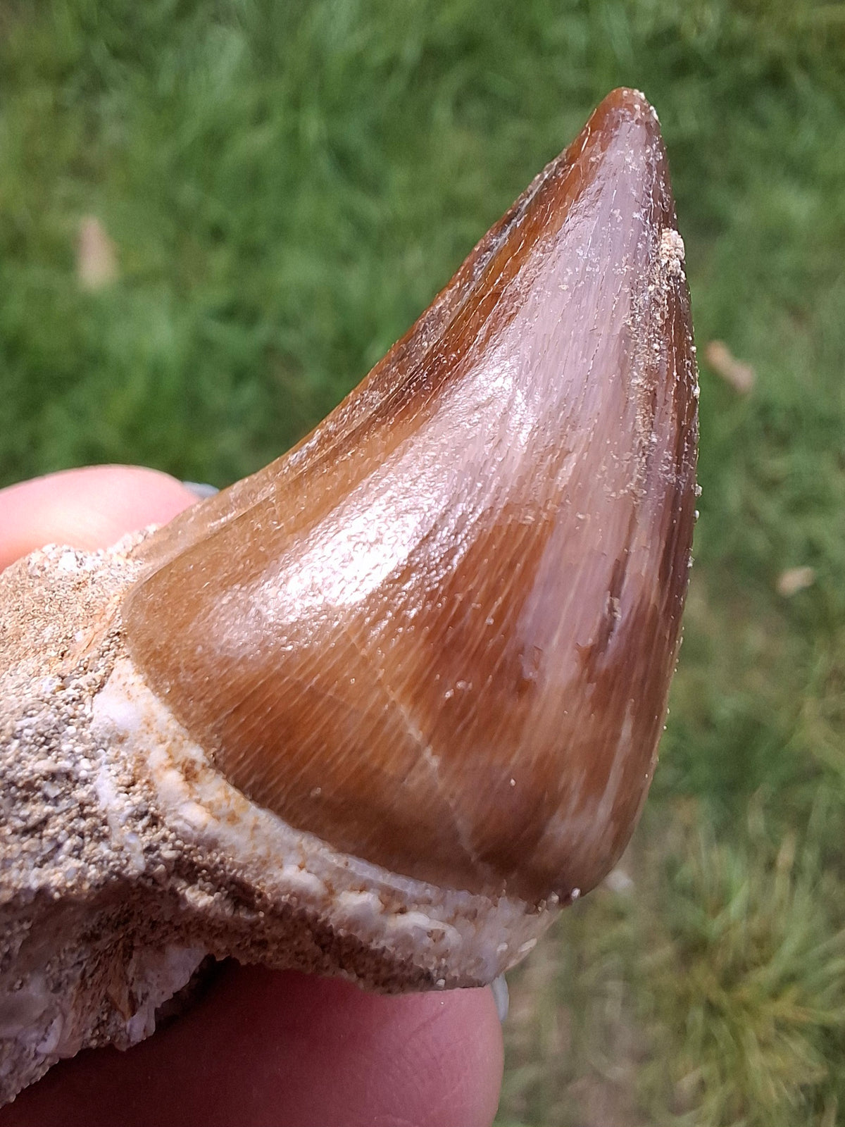 Mosasaurus Tooth with matrix, Fossil, (Ref: MTM1)