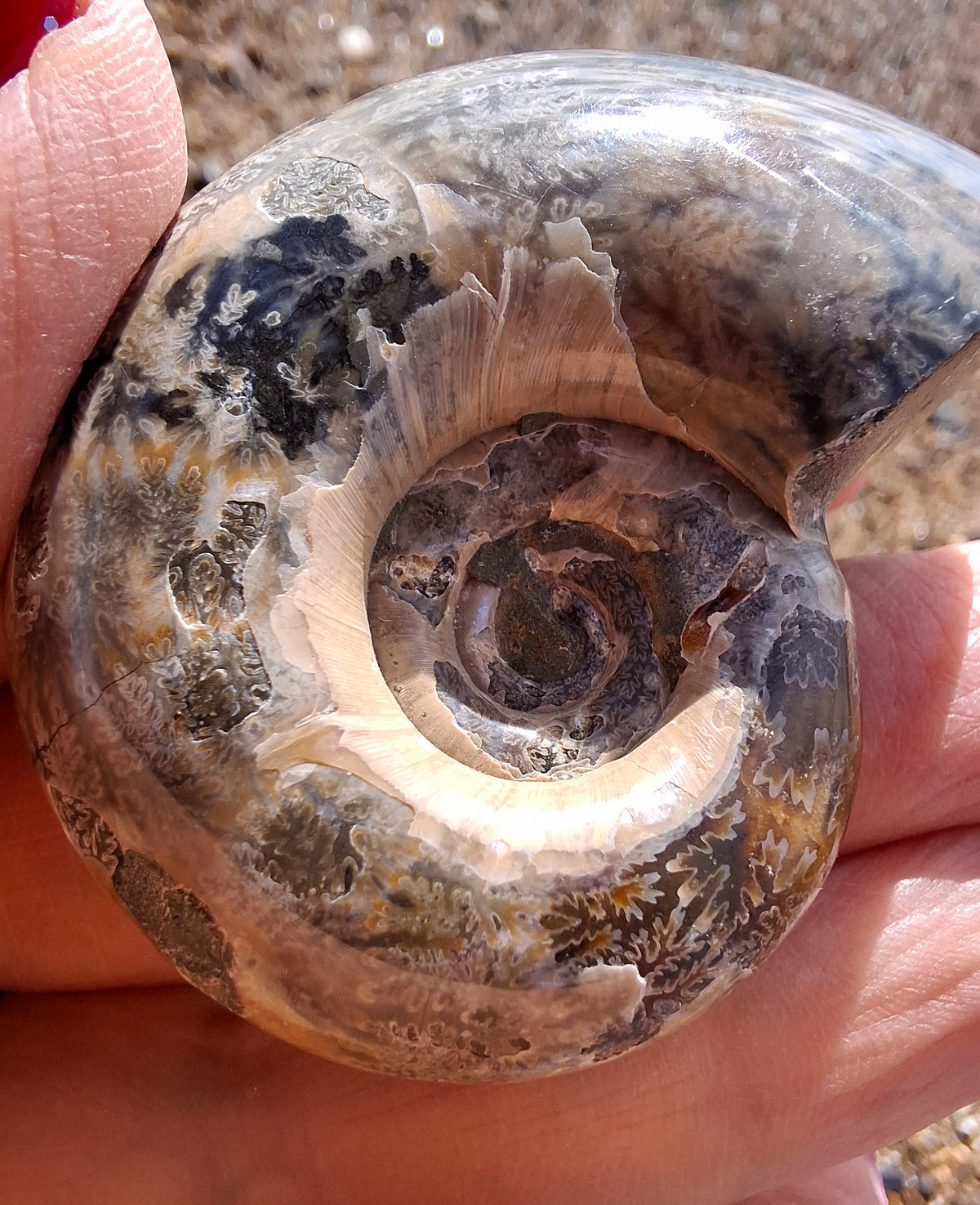 Polished Ammonite, Fossil (Ref: AMM1)