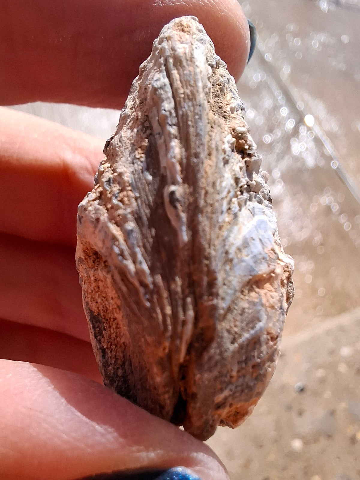 Chalcedony Oyster, Fossil (Ref: FO5)