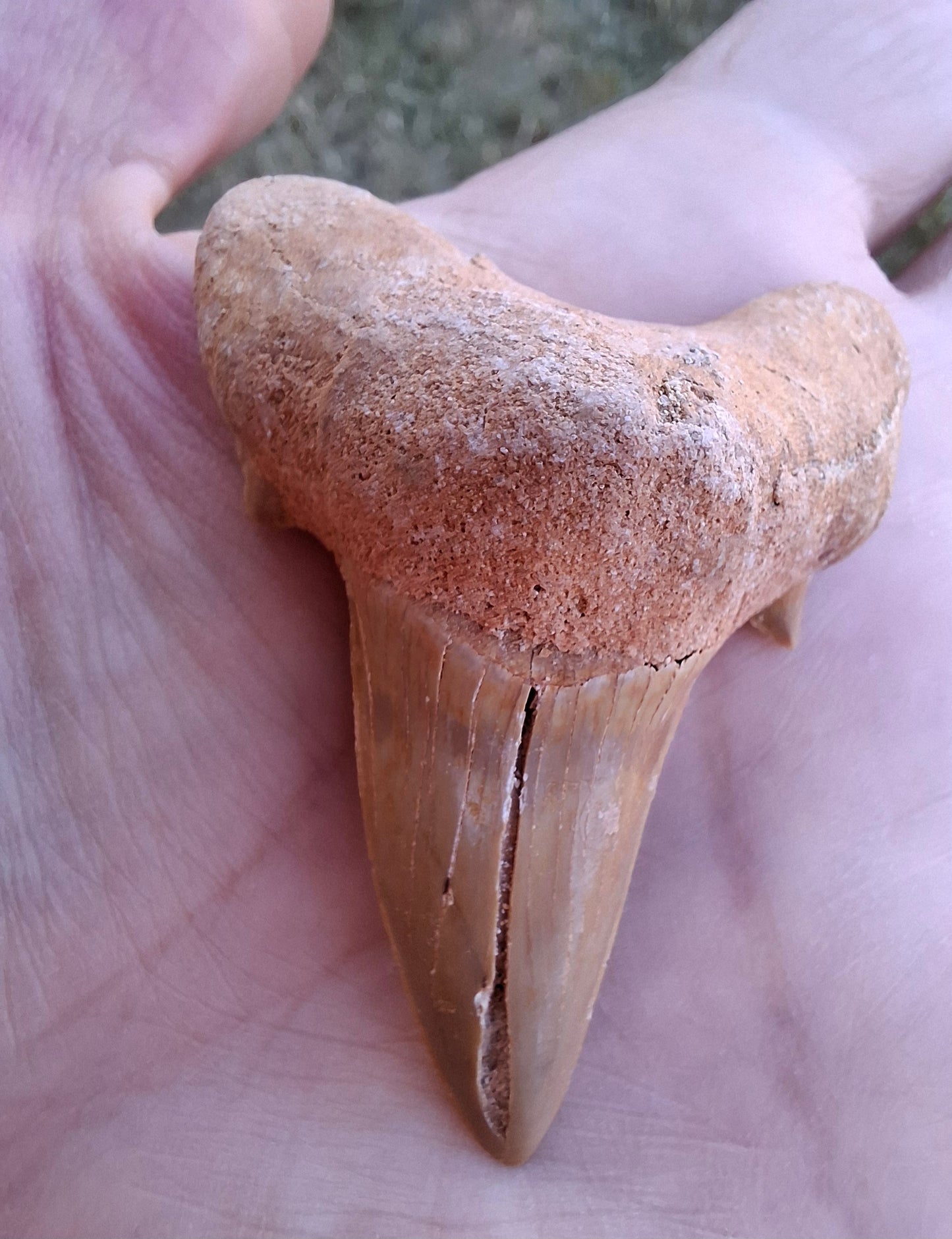 Otodus Shark Tooth, Fossil (Ref: OT 7)