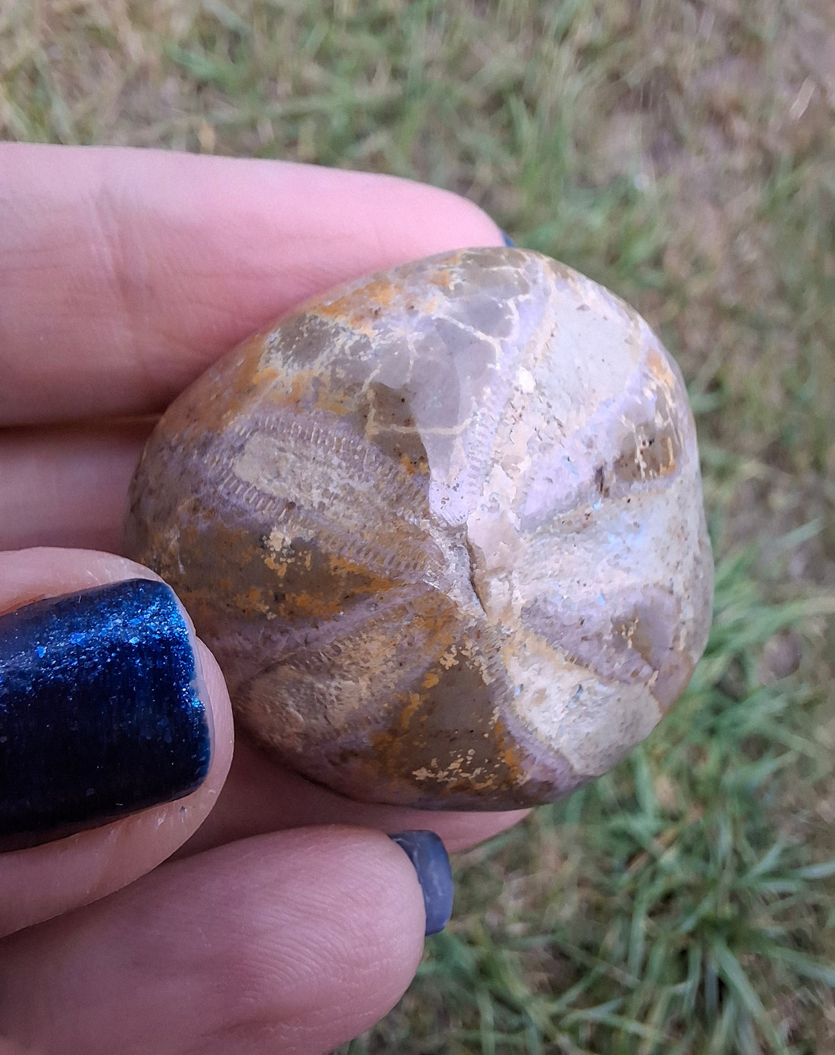 Polished Sea Urchin, Fossil (Ref: SU5)