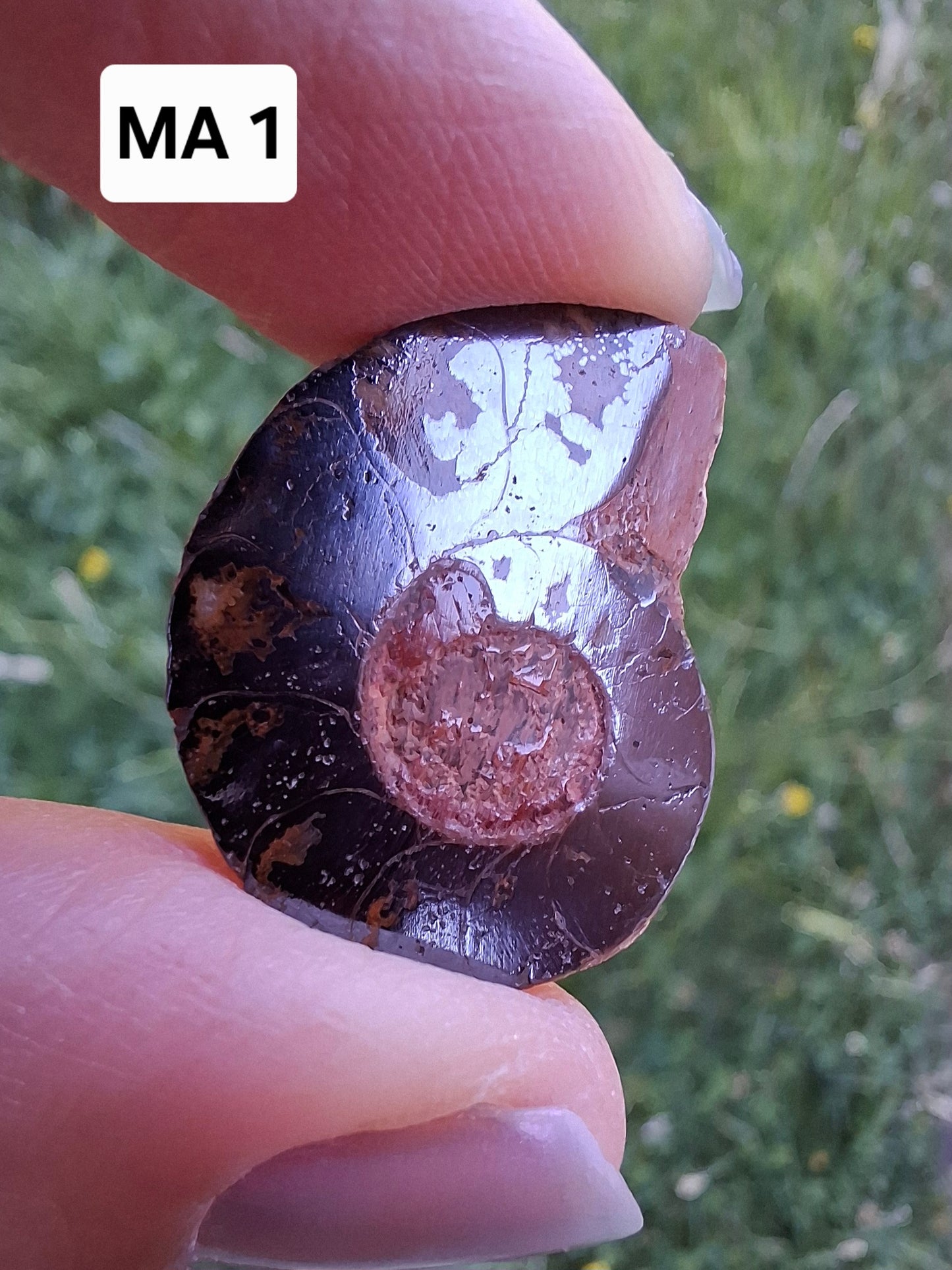 Small Haematite Ammonite HALF, (2.91g), Fossil (Ref: MA1)