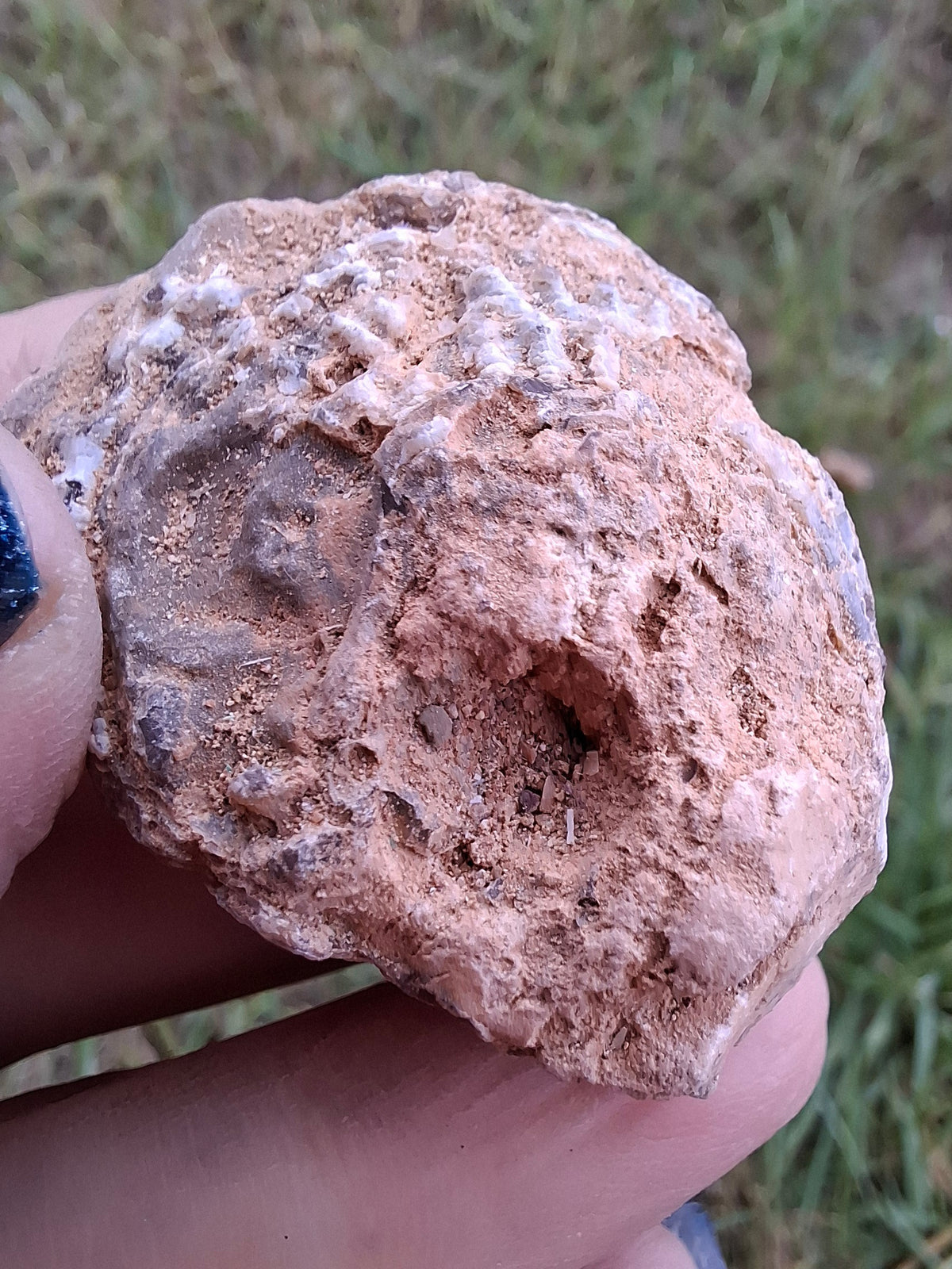 Chalcedony Oyster, Fossil (Ref: FO6)