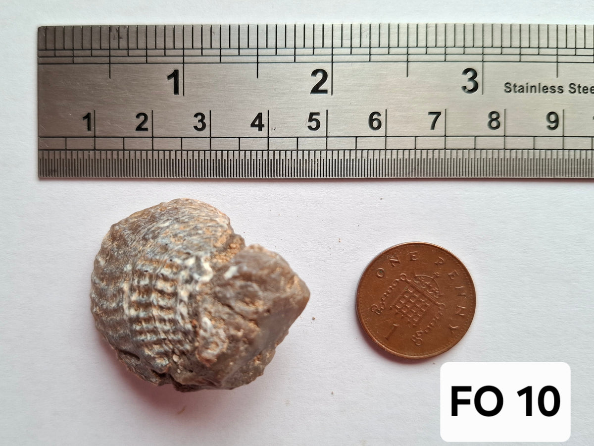 Chalcedony Oyster, Fossil (Ref: FO10)