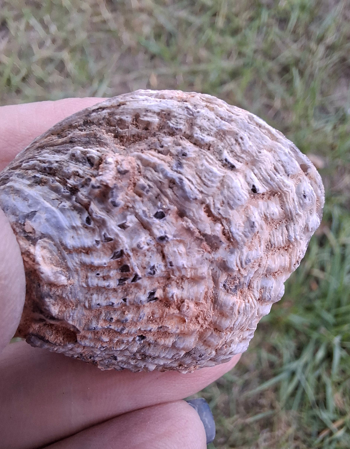 Chalcedony Oyster, Fossil (Ref: FO5)