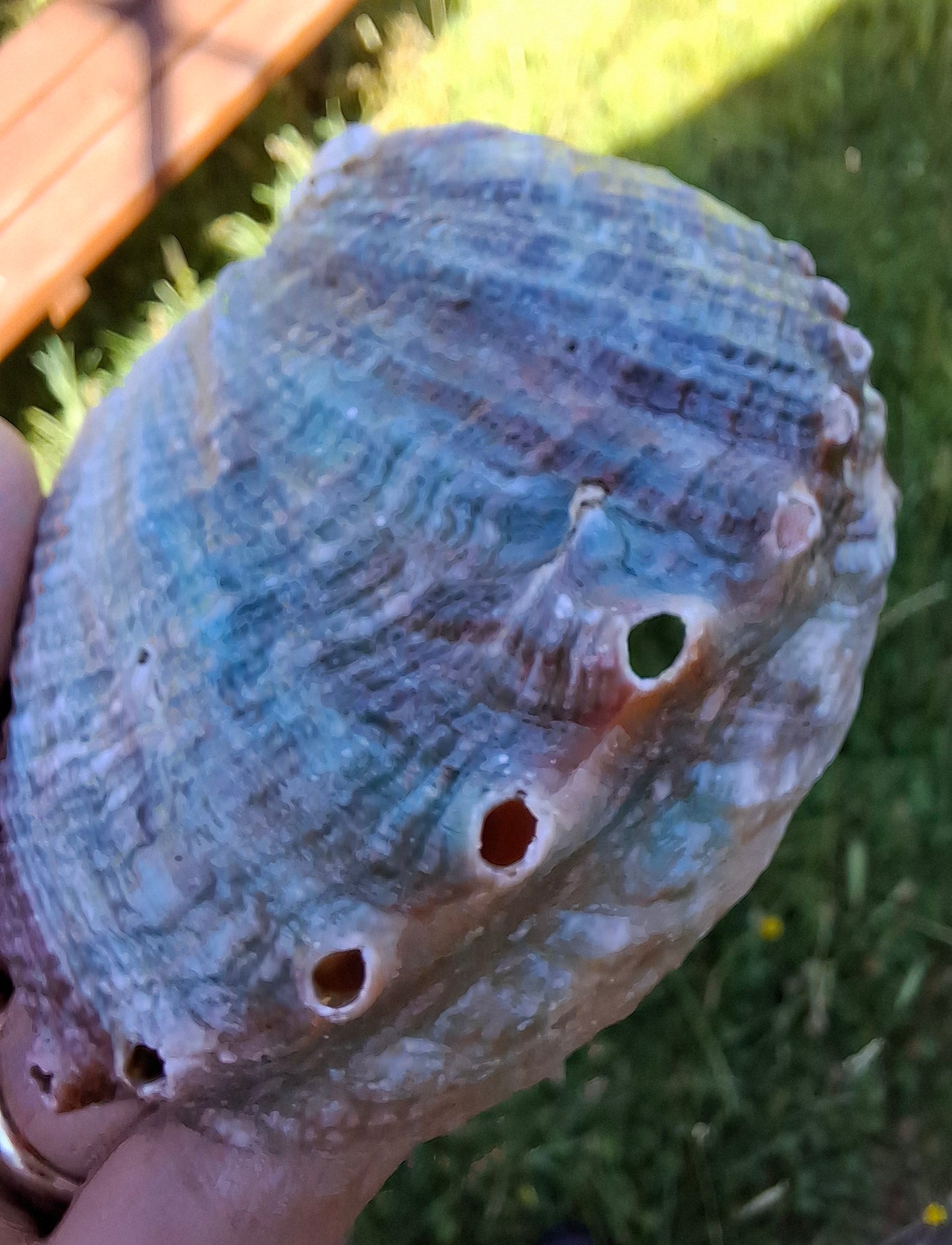 Abalone Shell, (Ref: SH2)