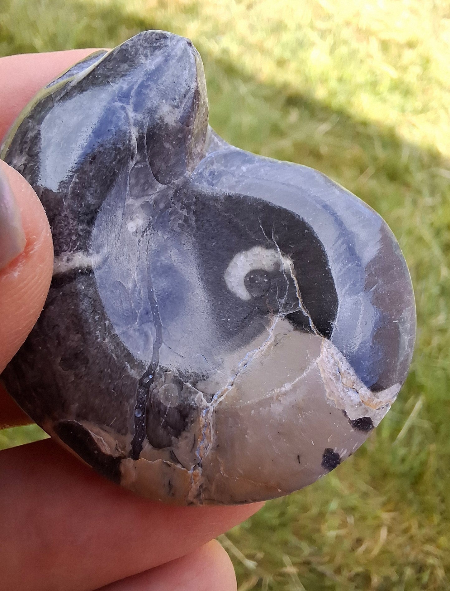Goniatite, Fossil (Ref: GA9)