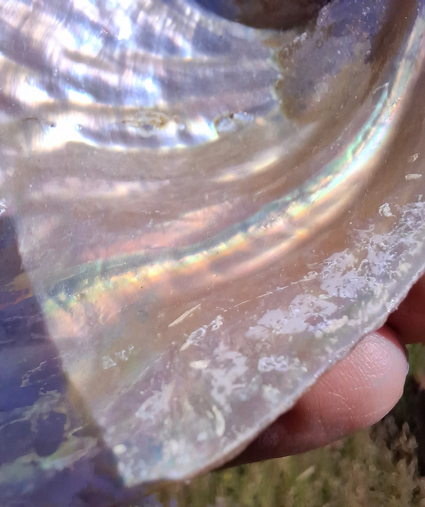 Abalone Shell, (Ref: SH3)
