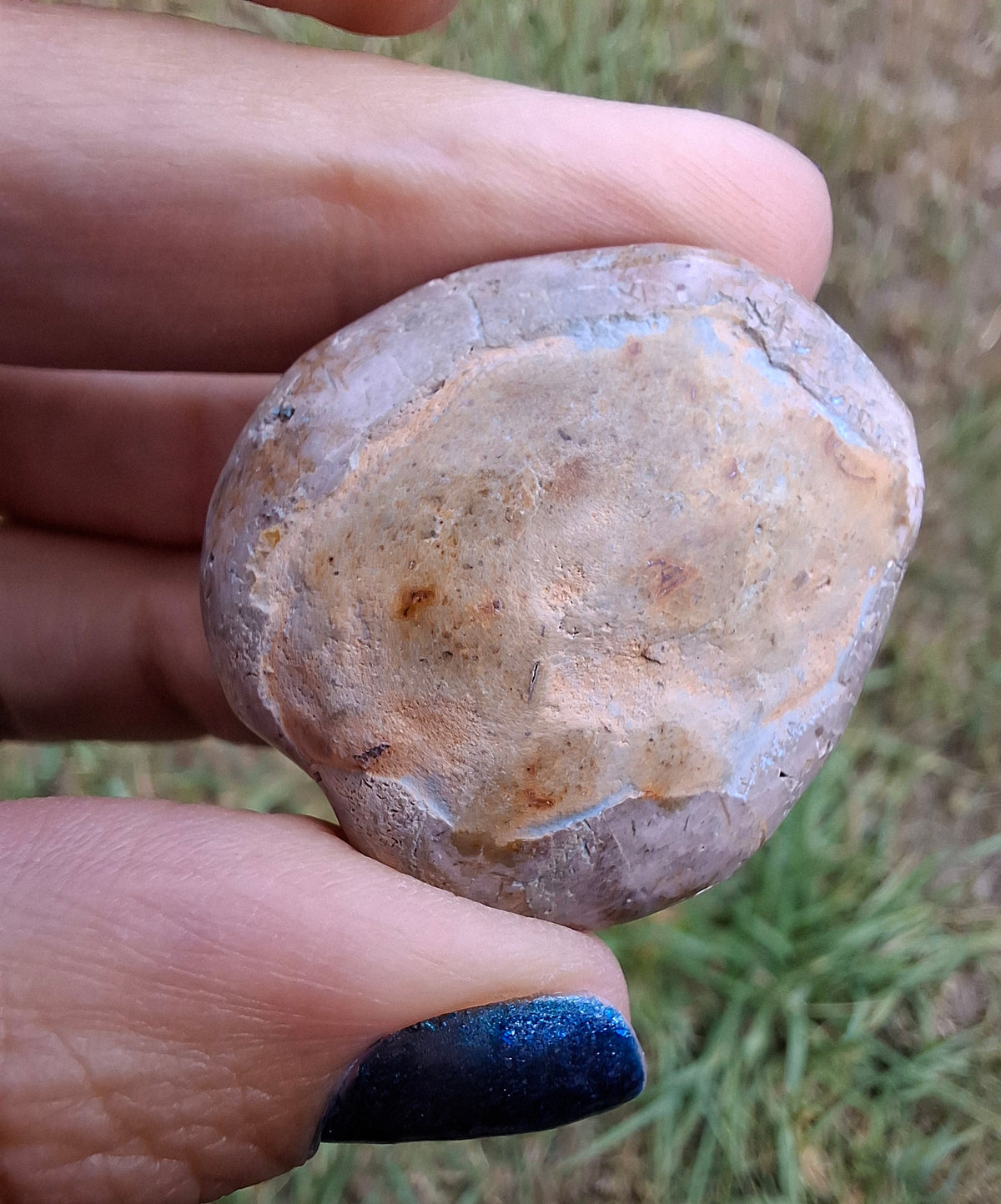 Polished Sea Urchin, Fossil (Ref: SU1)