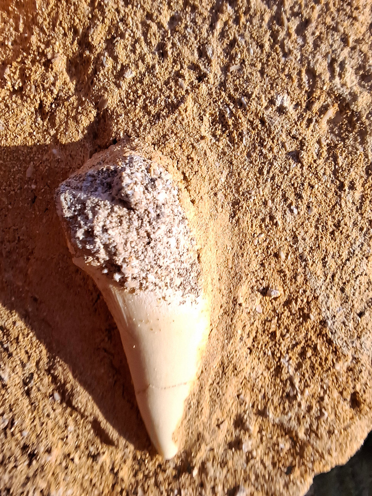 Enchodus Sabre Tooth, Fossil (Ref: ES6)