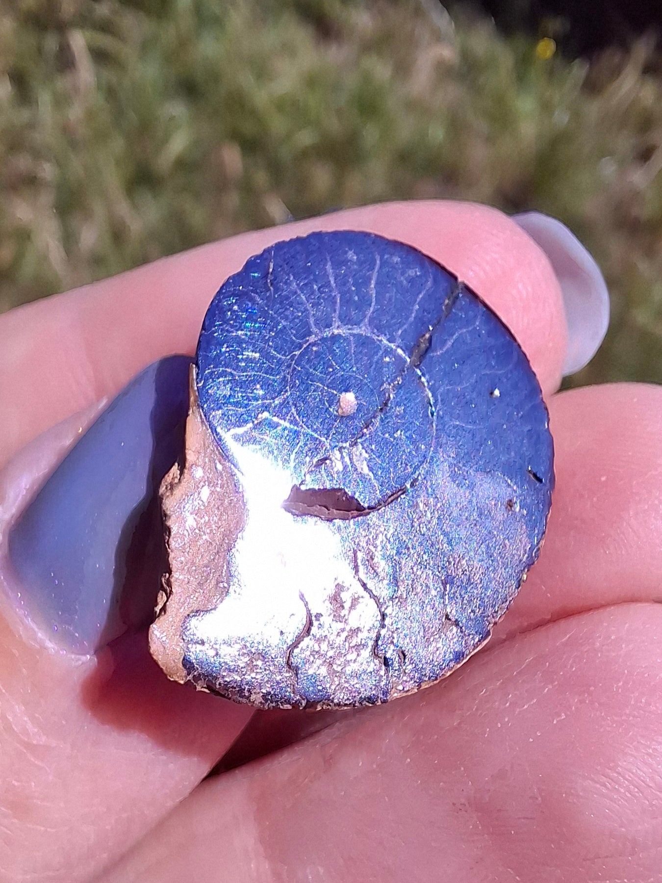 Small Haematite Ammonite HALF, 2.24g, Fossil (Ref: MA10)