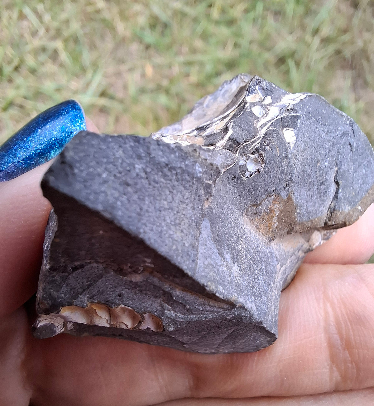 Ammonite Cluster, Fossil (Ref: ACL3)