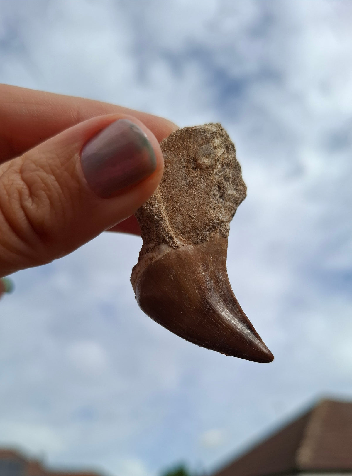 Mosasaurus Tooth with matrix, Fossil, (Ref: MTM1)