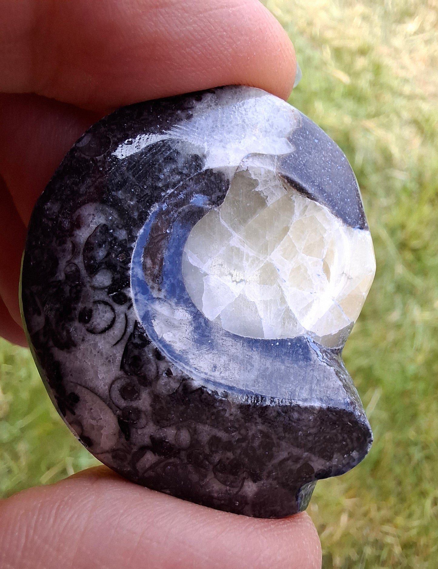 Goniatite, Fossil (Ref: GA7)