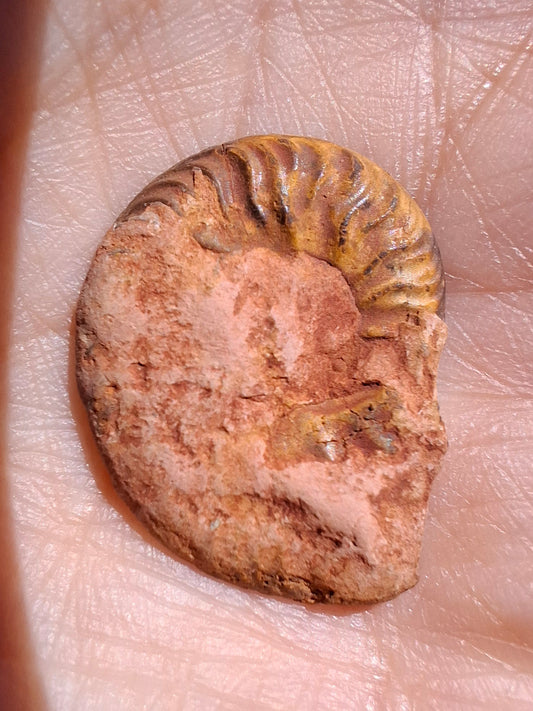 Small Haematite Ammonite HALF, 2.24g, Fossil (Ref: MA10)