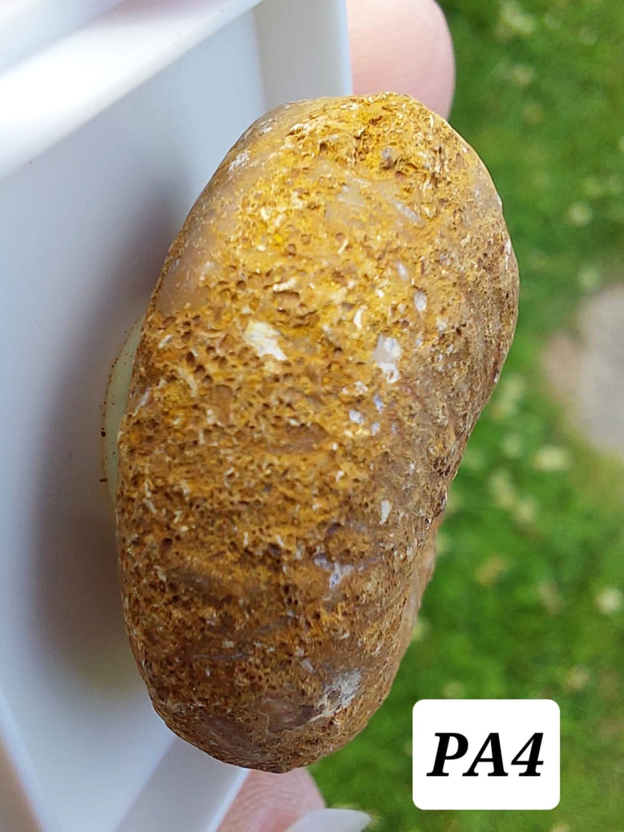 Phylloceras Ammonite, Fossil (Ref: PA4)