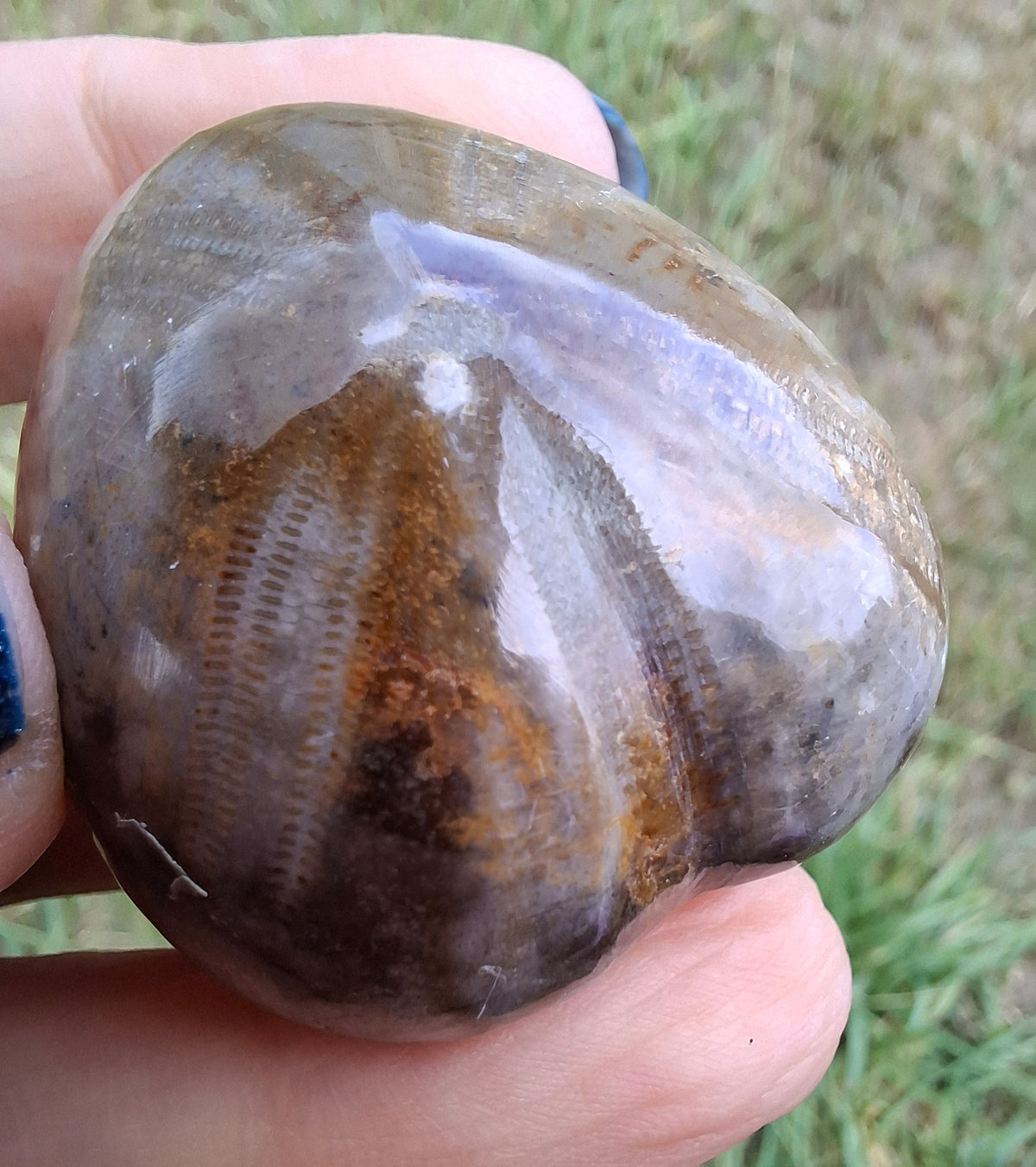 Polished Sea Urchin, Fossil (Ref: SU3)