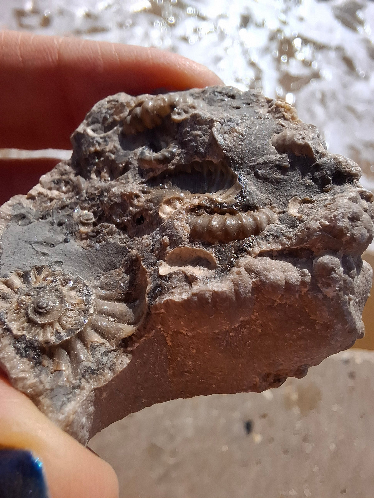 Ammonite Cluster, Fossil (Ref: ACL1)