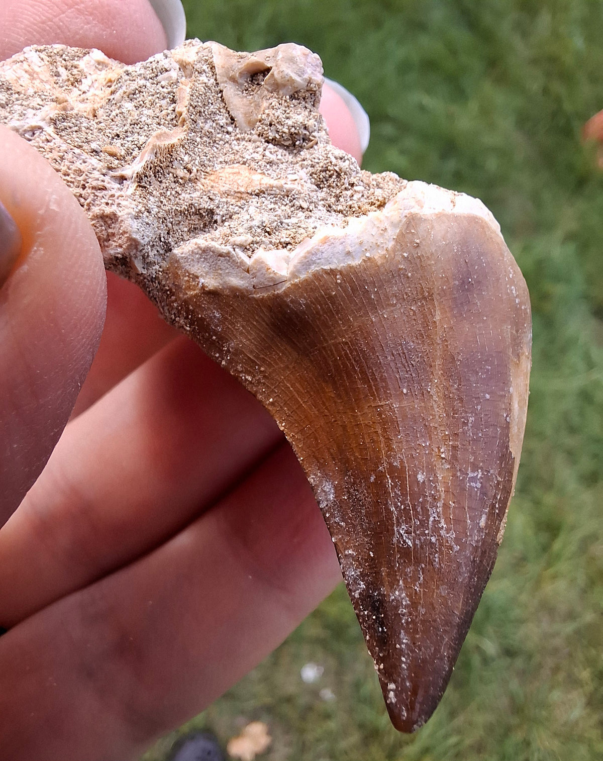 Mosasaurus Tooth with matrix, Fossil, (Ref: MTM1)