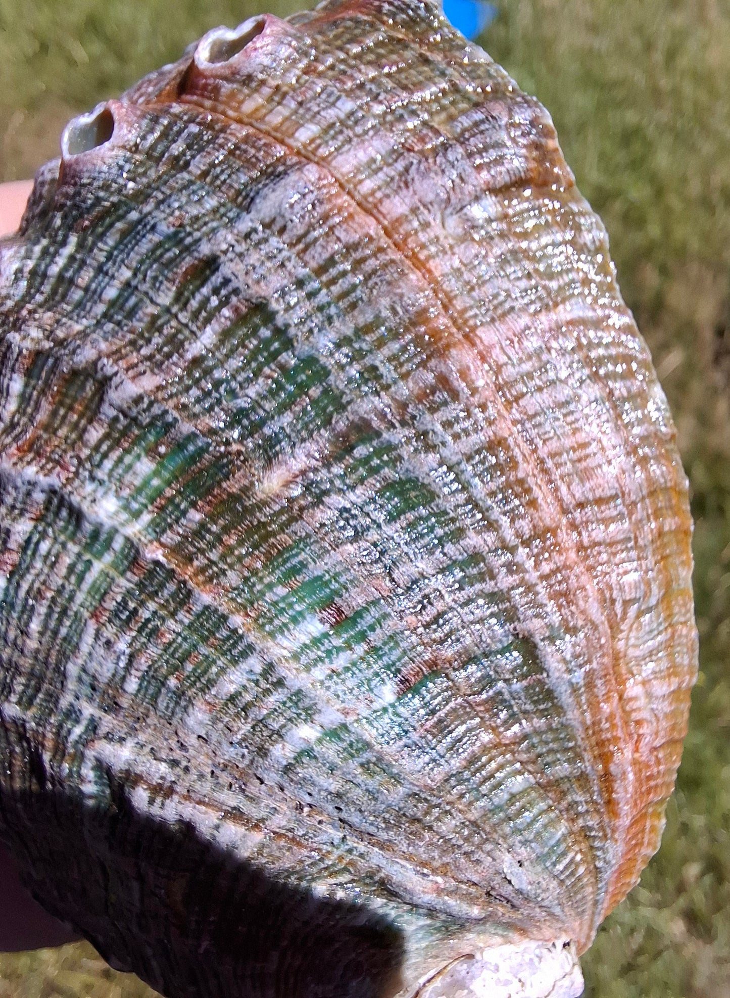 Abalone Shell, (Ref: SH1)