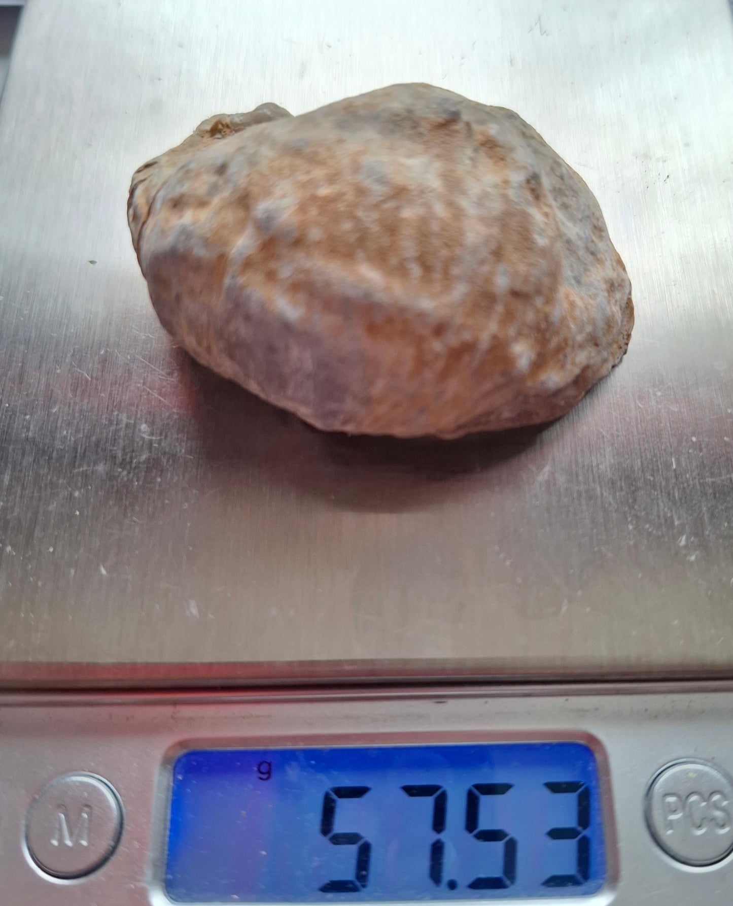 Gryphaea (Devil's Toenail), 57.53g, Fossil (Ref: G2)