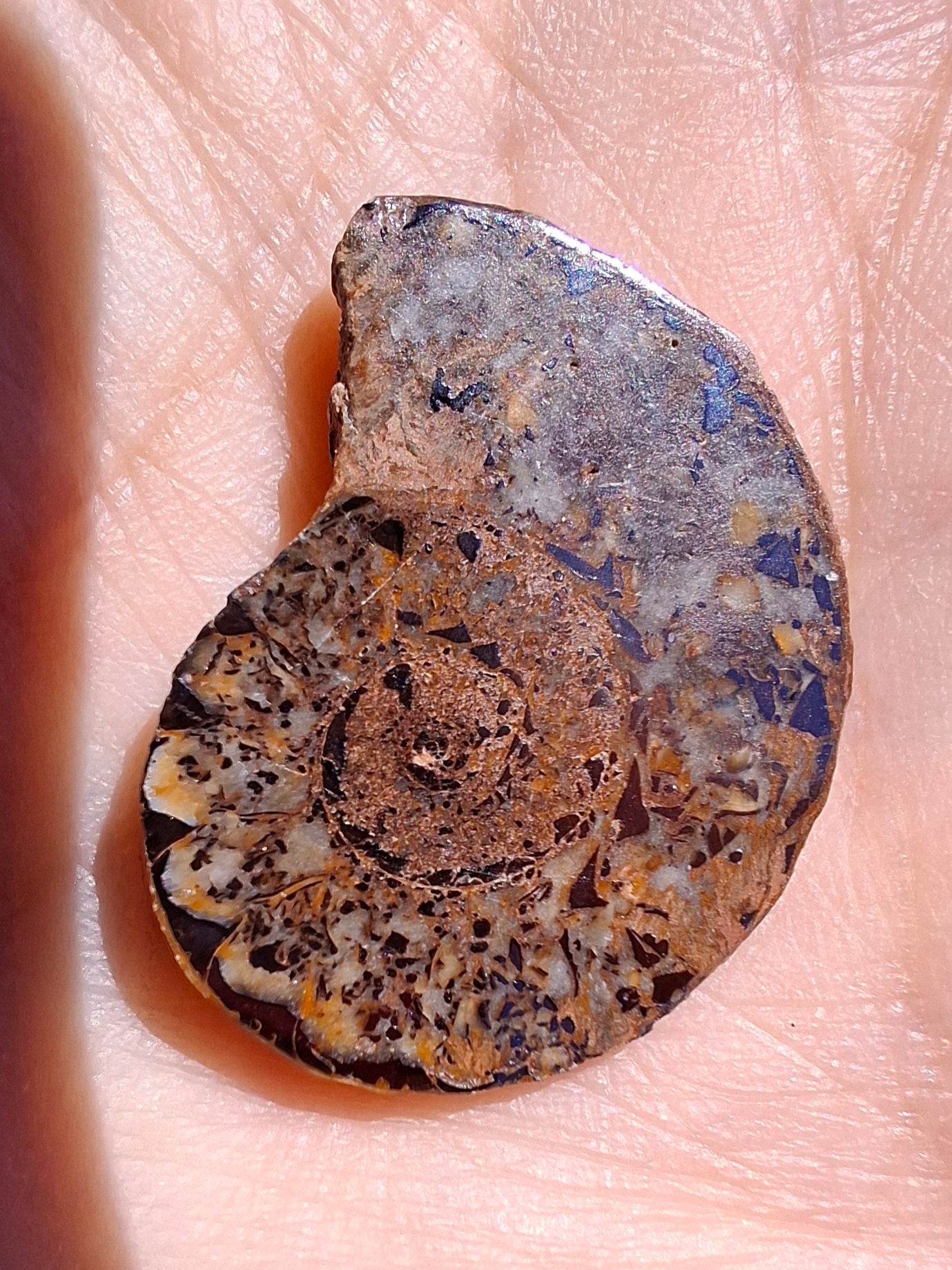 Small Haematite Ammonite HALF, 2.55g, Fossil (Ref: MA8)