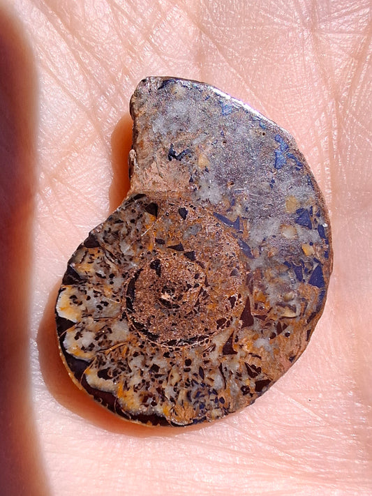 Small Haematite Ammonite HALF, 2.55g, Fossil (Ref: MA8)
