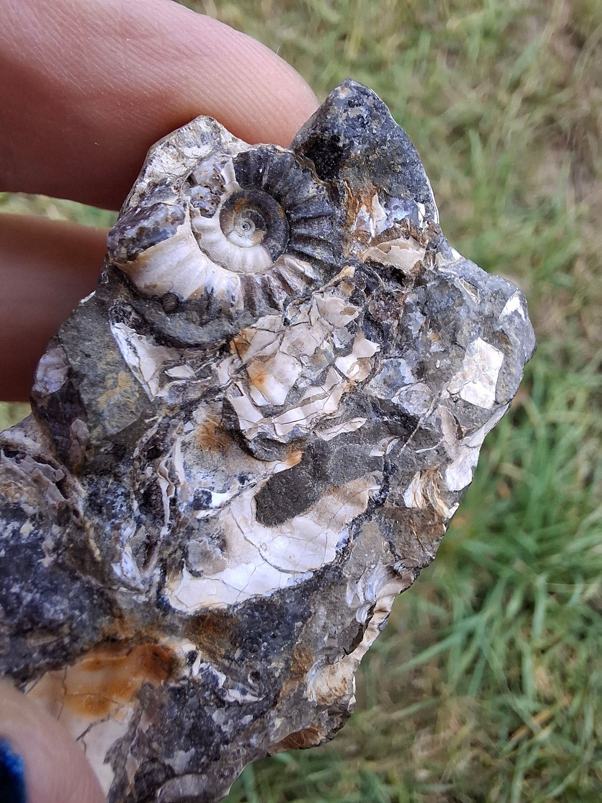 Ammonite Cluster, Fossil (Ref: ACL3)