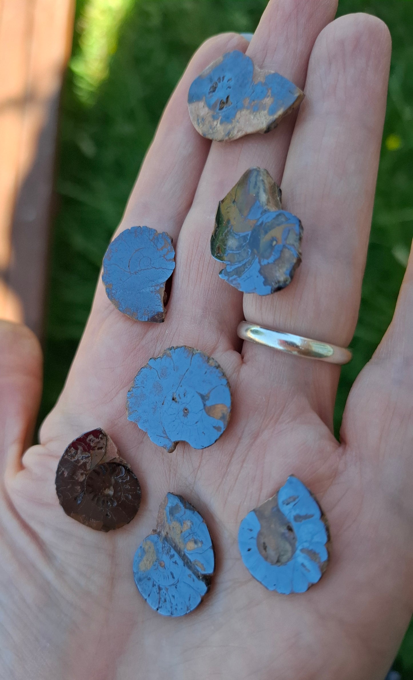 Small Haematite Ammonite Halves BUNDLE, (7 pcs), Fossil (Ref: MA13)