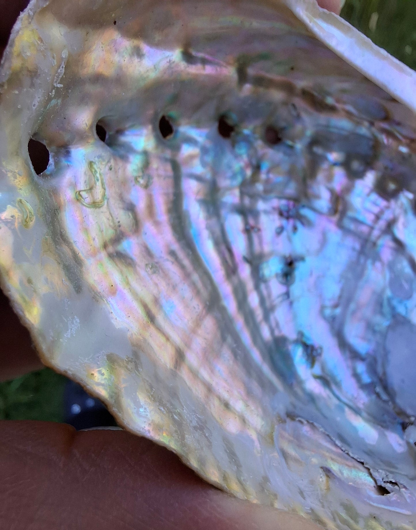 Abalone Shell, (Ref: SH1)