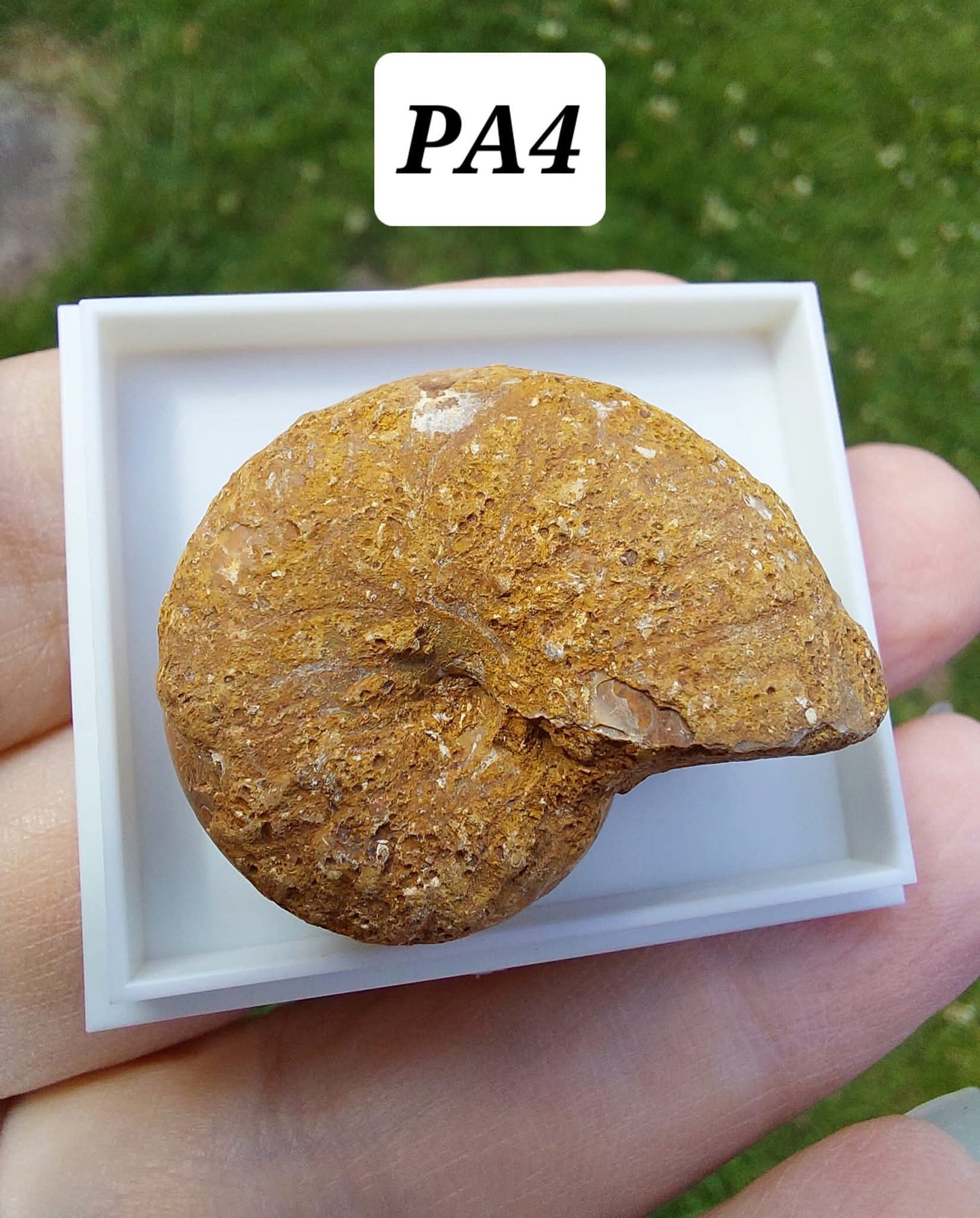 Phylloceras Ammonite, Fossil (Ref: PA4)