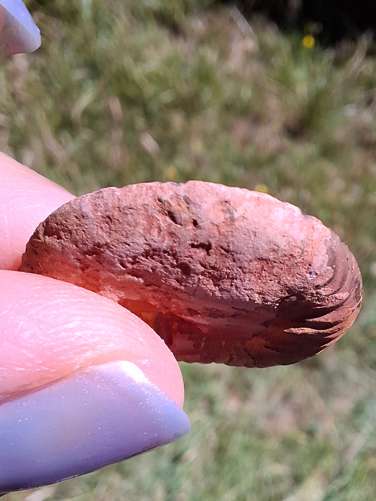 Small Haematite Ammonite HALF, 2.24g, Fossil (Ref: MA10)