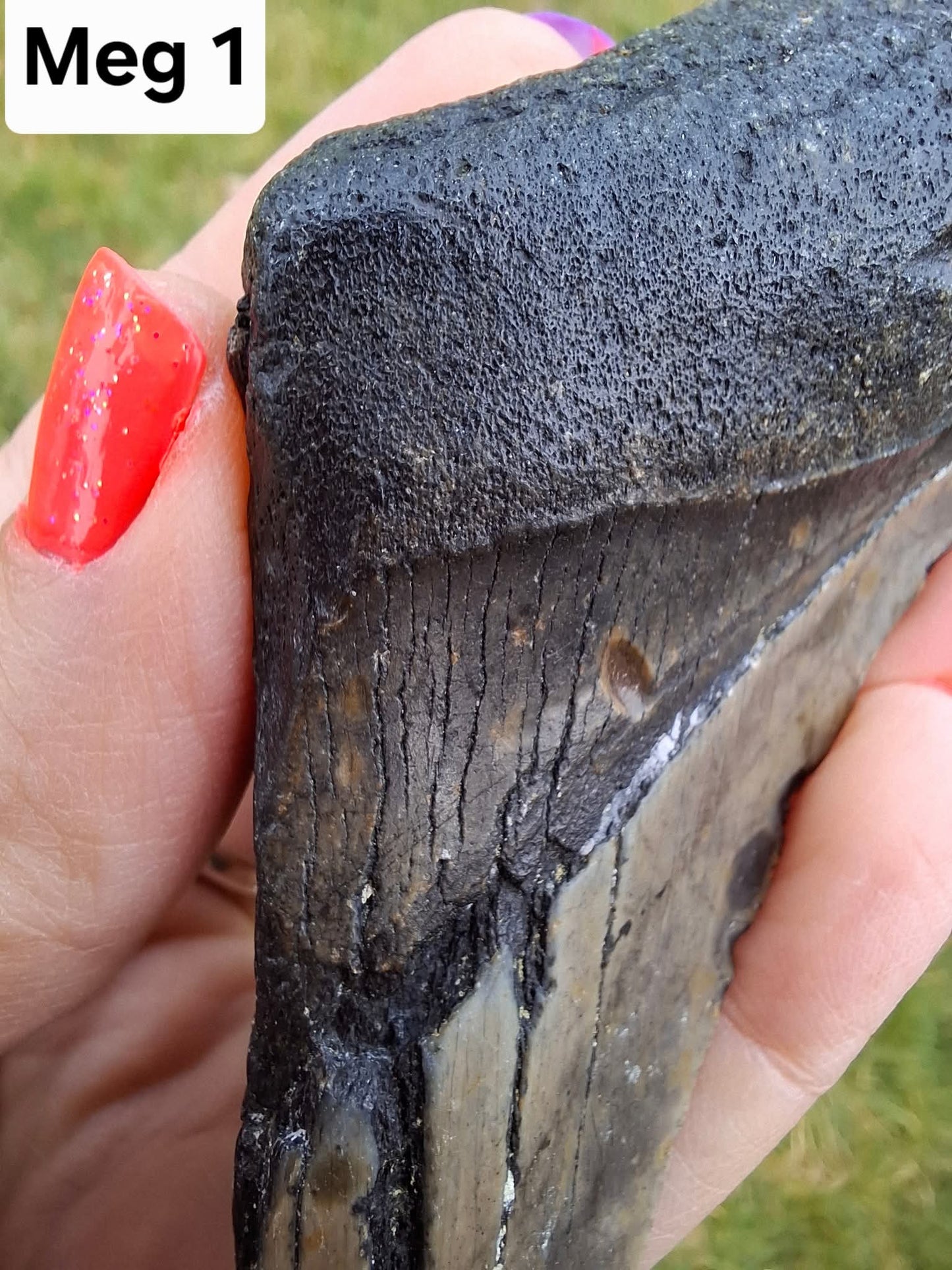 Megalodon (partial) Shark Tooth, 109.68g, Fossil (Ref: Meg1)