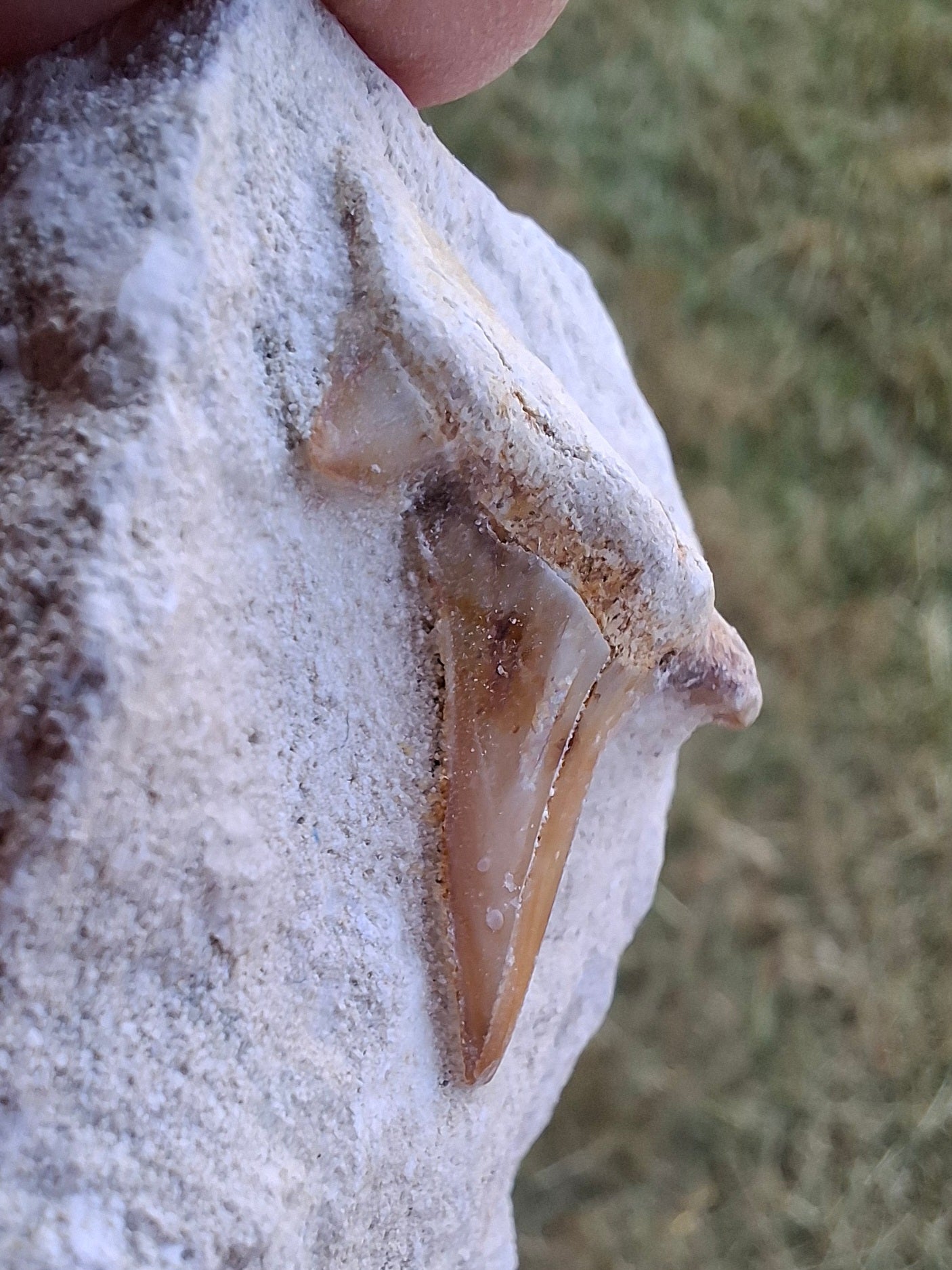 Otodus Shark Tooth, Fossil (Ref: OT4)