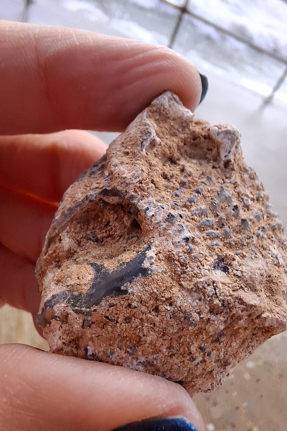 Chalcedony Oyster, Fossil (Ref: FO2)