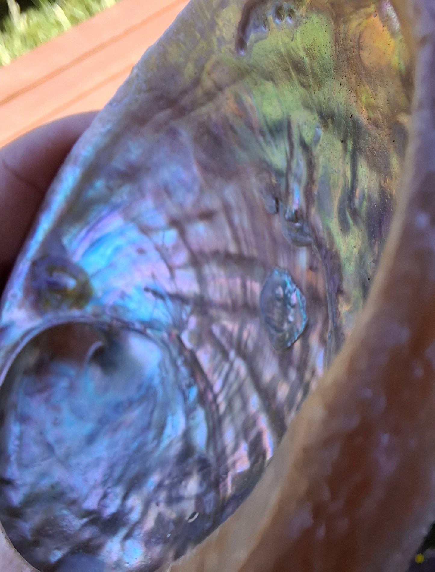 Abalone Shell, (Ref: SH2)