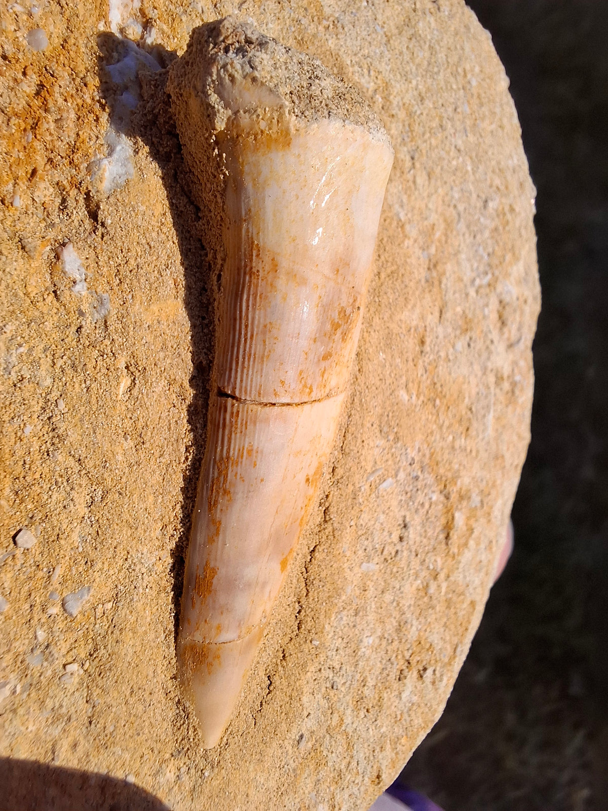 Enchodus Sabre Tooth, Fossil (Ref: ES5)