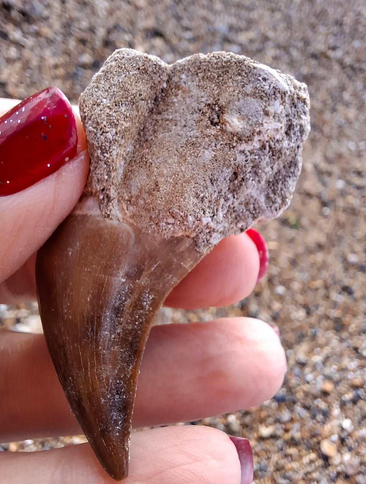 Mosasaurus Tooth with matrix, Fossil, (Ref: MTM1)