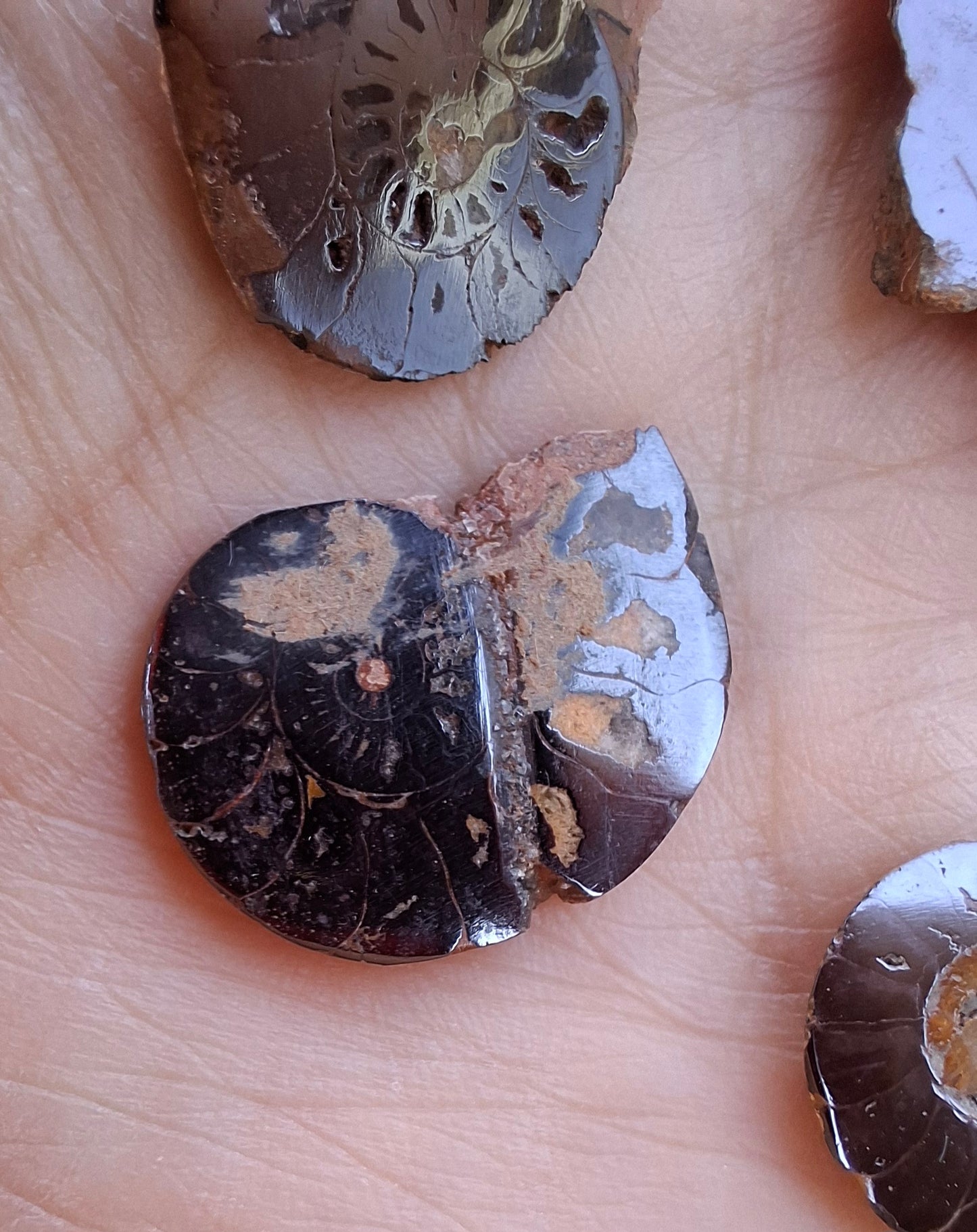 Small Haematite Ammonite Halves BUNDLE, (7 pcs), Fossil (Ref: MA13)