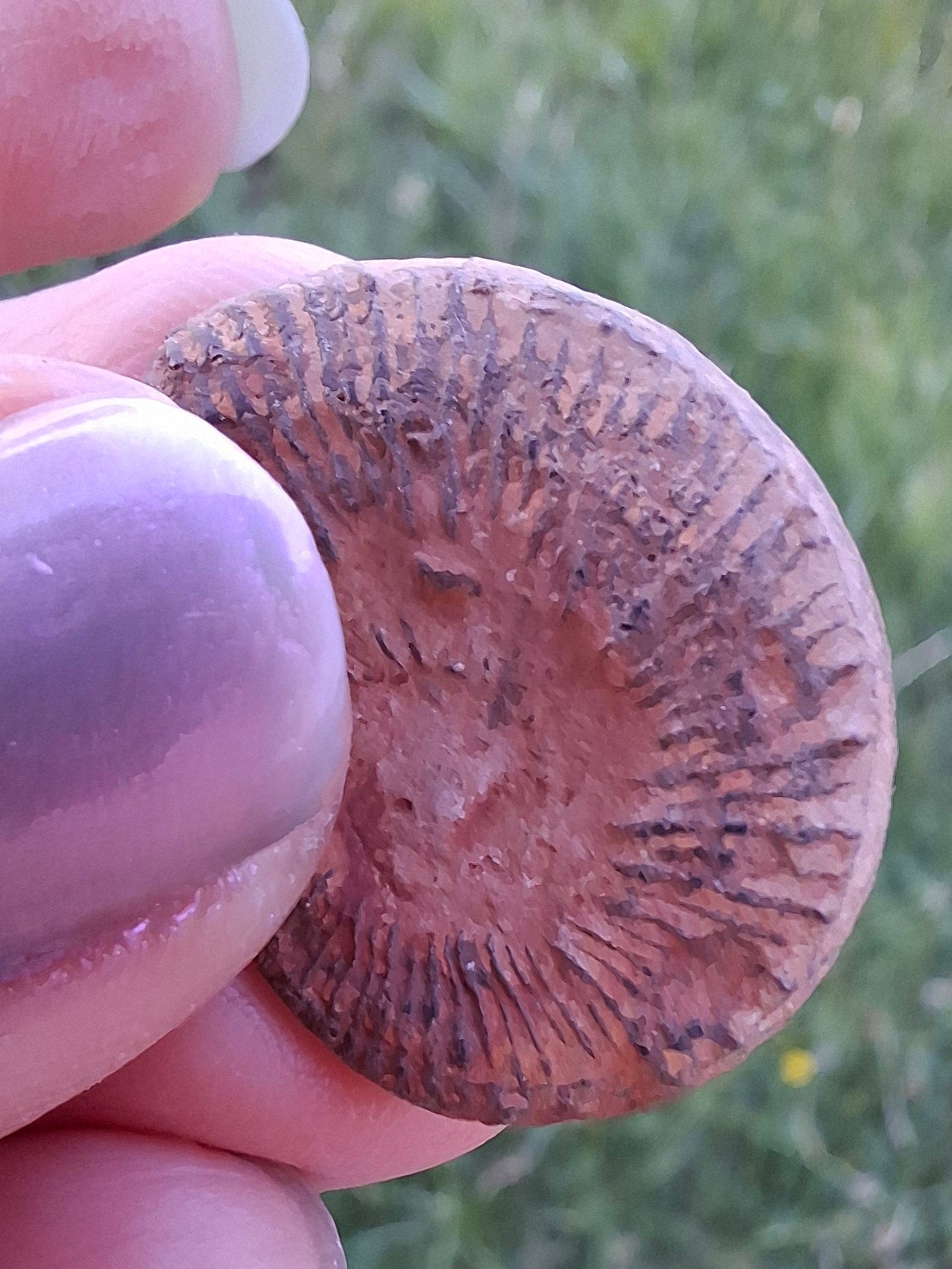 Small Haematite Ammonite HALF, 1.78g, Fossil (Ref: MA4)
