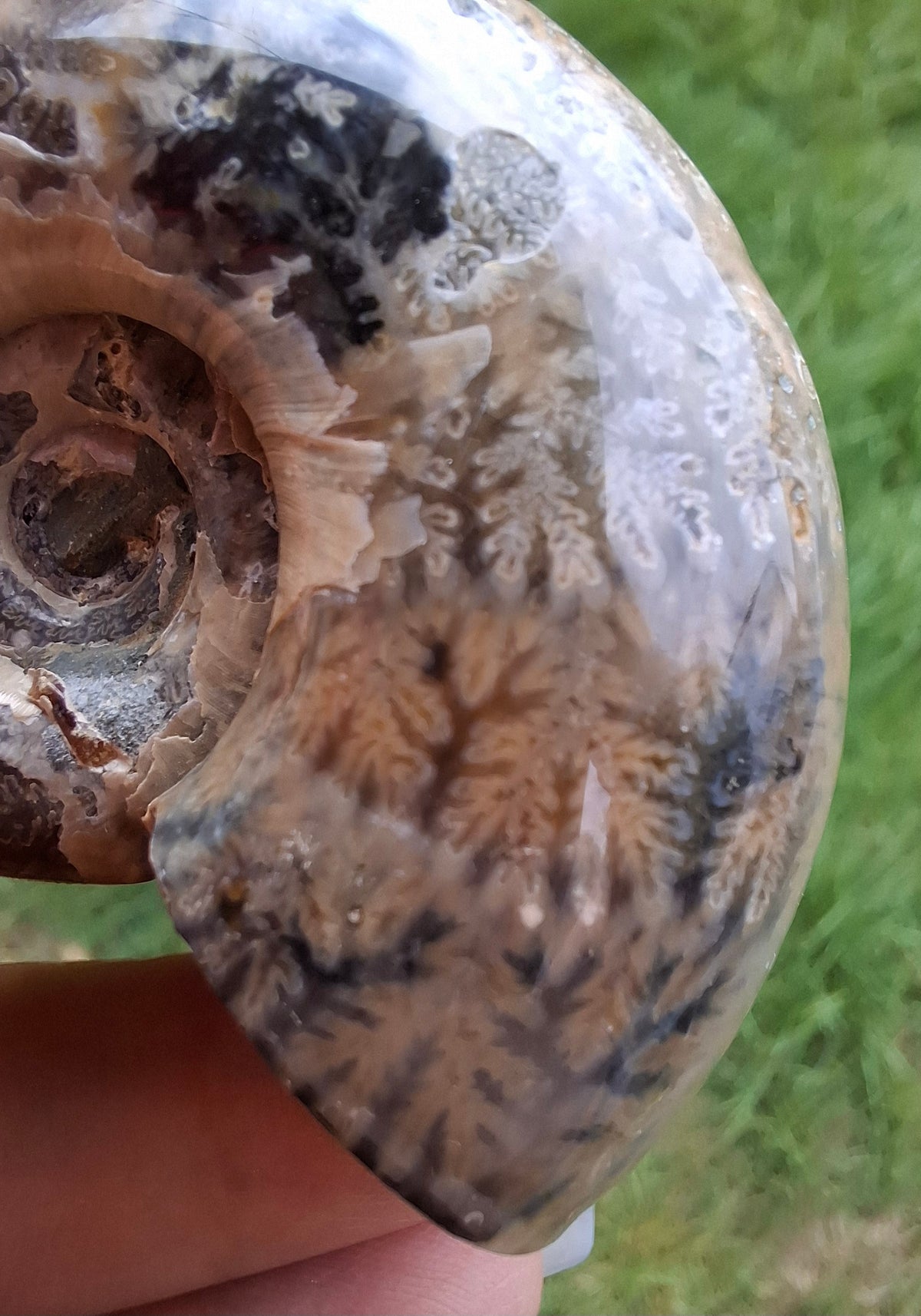 Polished Ammonite, Fossil (Ref: AMM1)