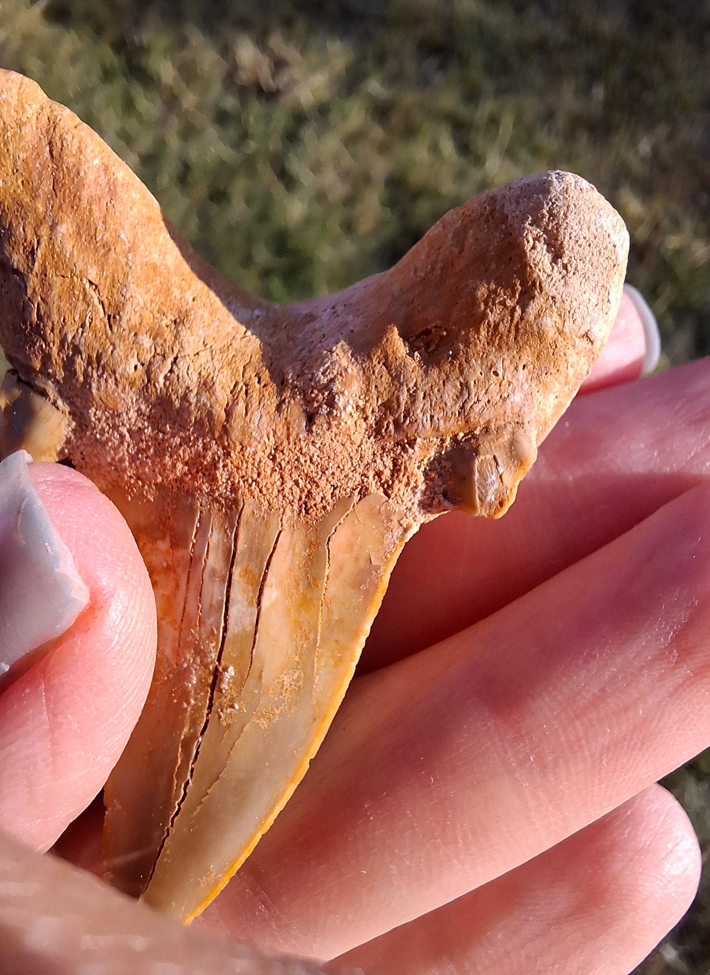 Otodus Shark Tooth, Fossil (Ref: OT 7)