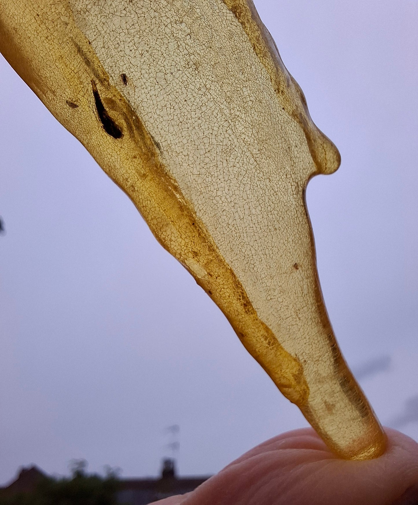 Copal Young Amber with INSECTS inside, 10.79g, Fossil (Ref: CA14)