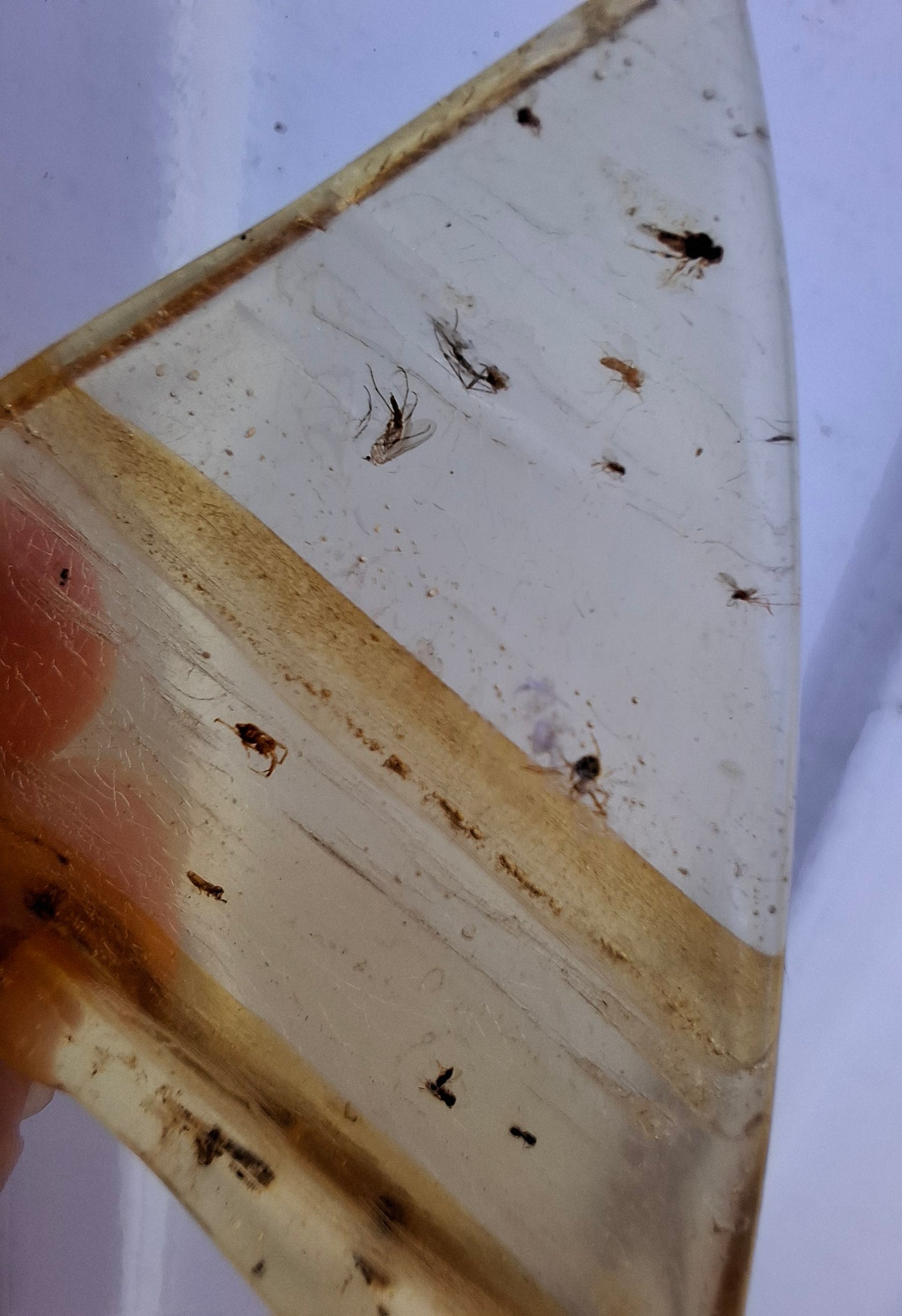 Copal Young Amber with INSECTS inside, 8.39g, Fossil (Ref: CA31)