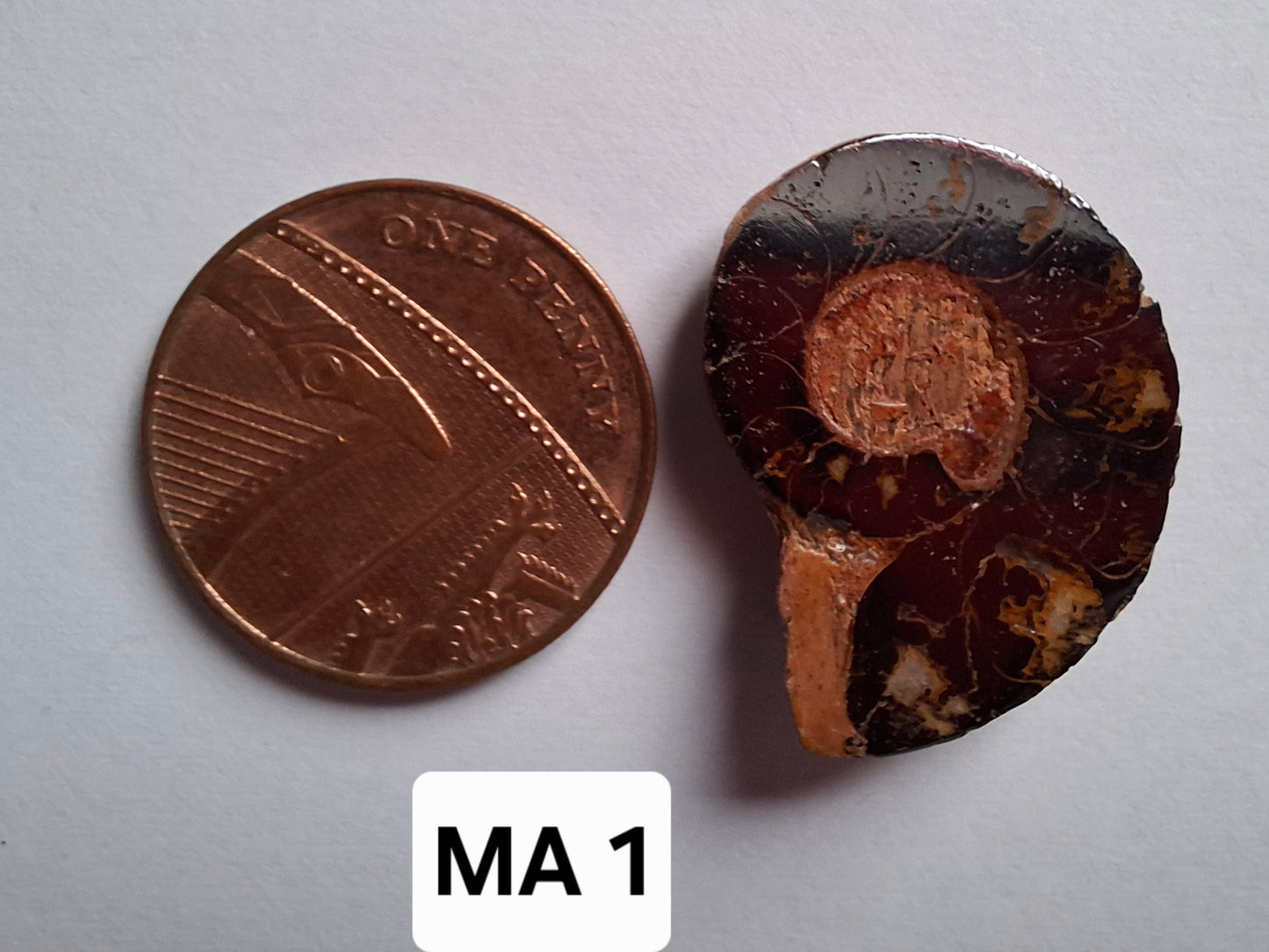 Small Haematite Ammonite HALF, (2.91g), Fossil (Ref: MA1)
