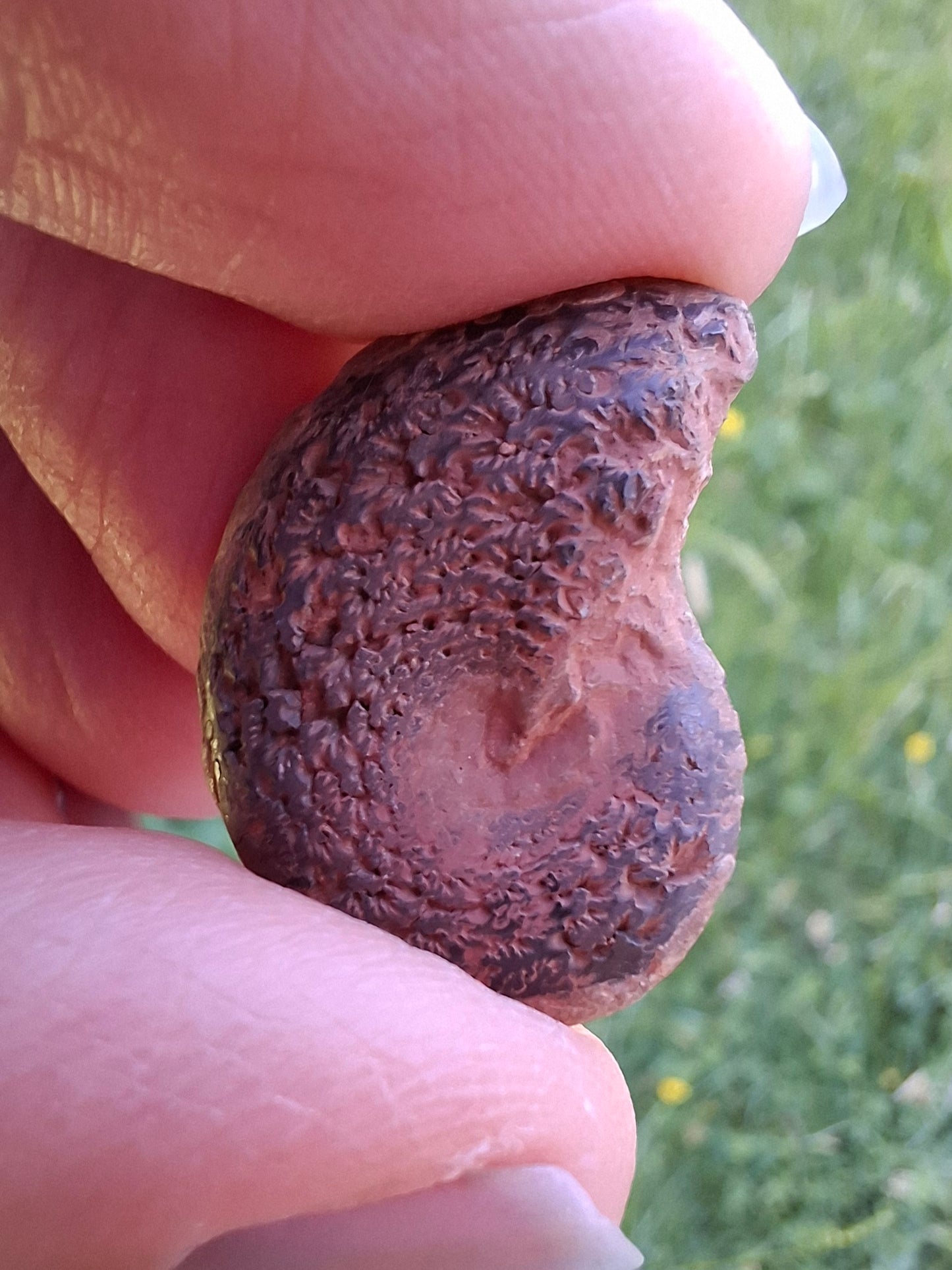 Small Haematite Ammonite HALF, 2.55g, Fossil (Ref: MA8)