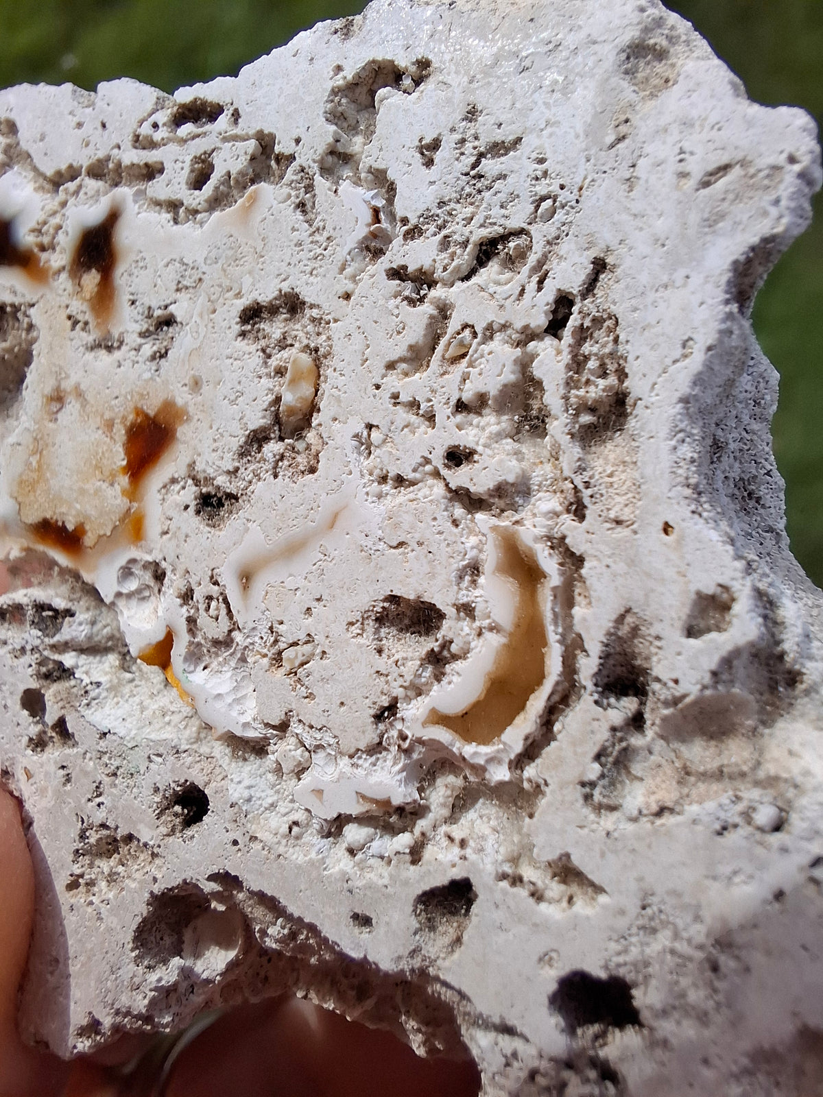 Fossilised Coral replaced by Chalcedony/Agate, Fossil (Ref: FCA1)