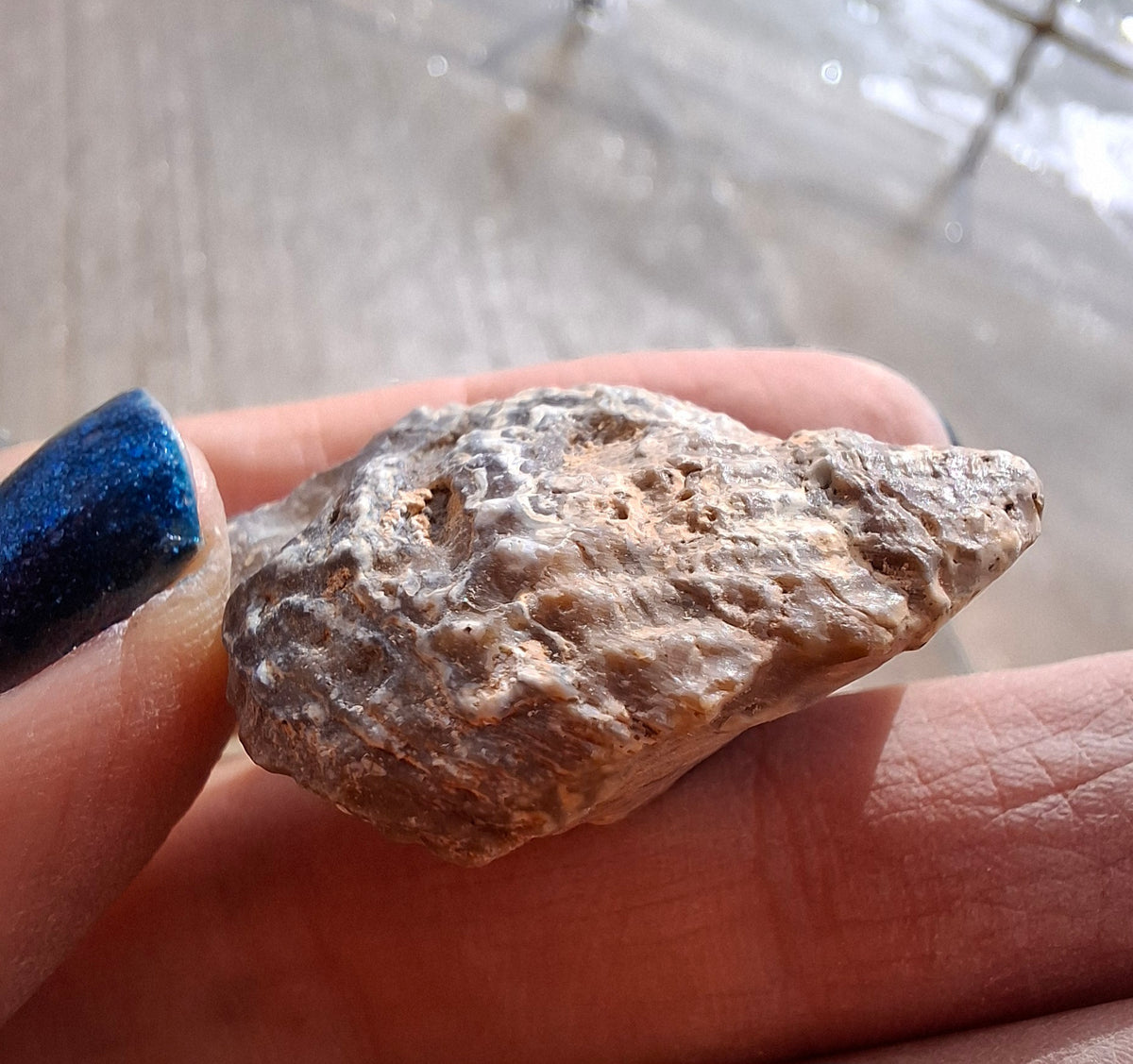 Chalcedony Oyster, Fossil (Ref: FO7)